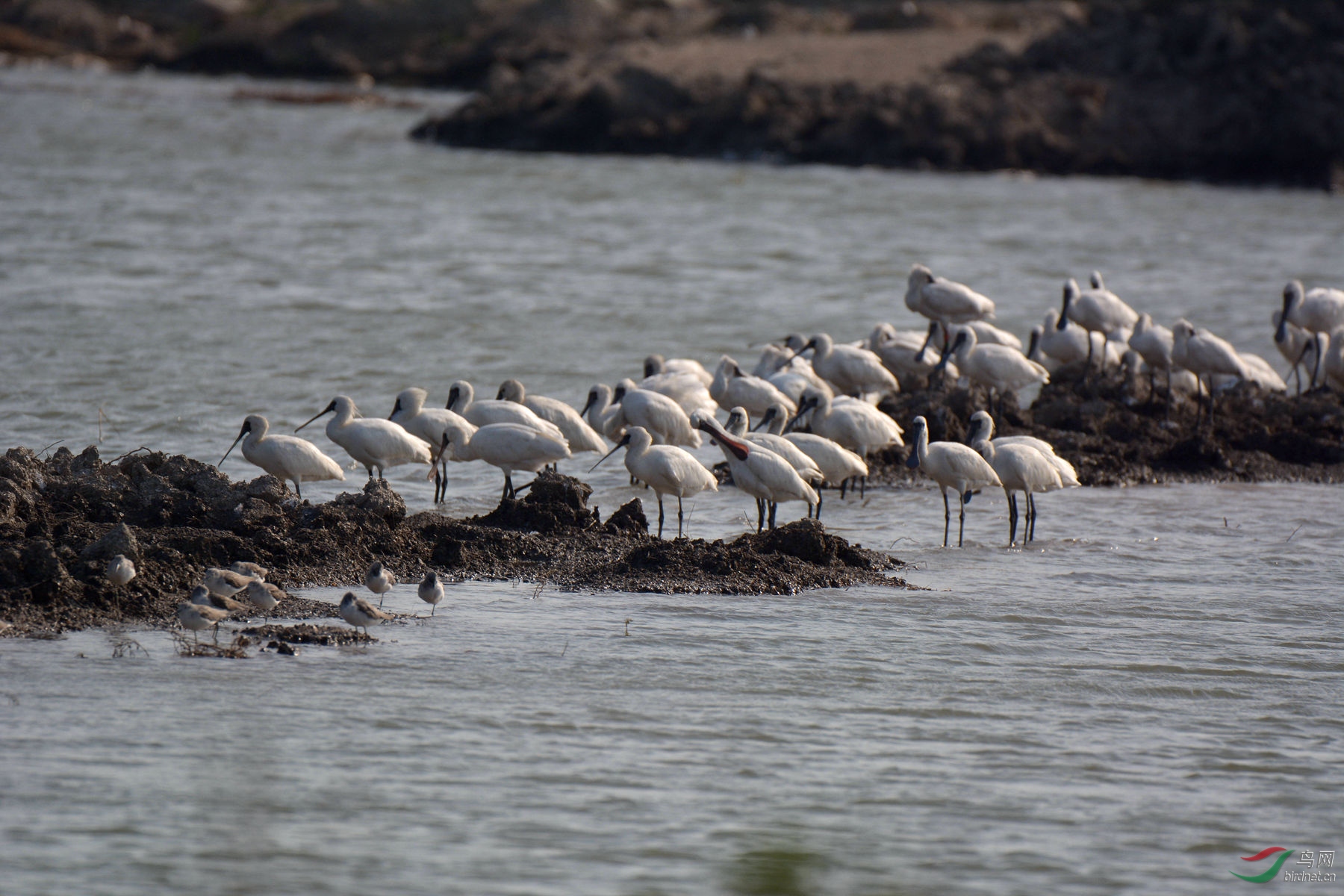 集群的黑脸琵鹭