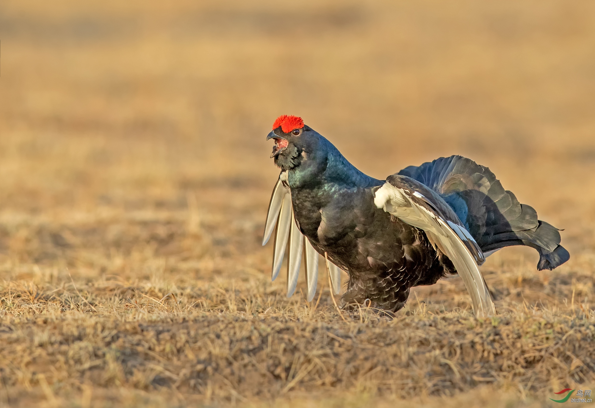 清晨的黑琴鸡-也很激动