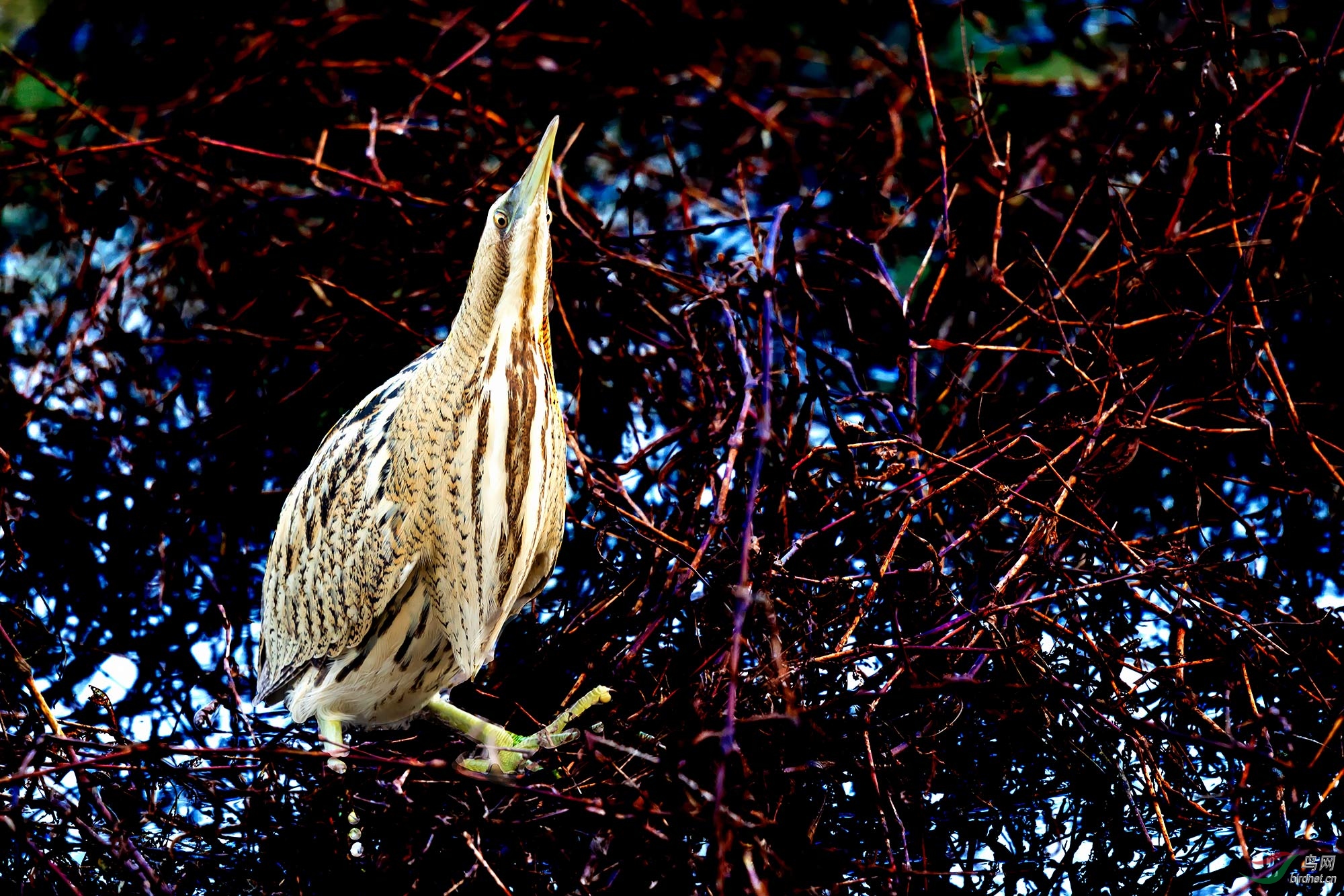 仰天不动大麻鳽