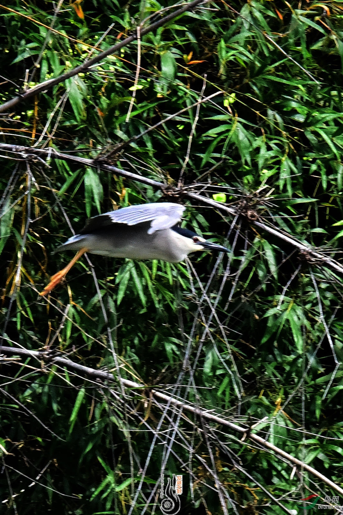 DSC_5135.JPG