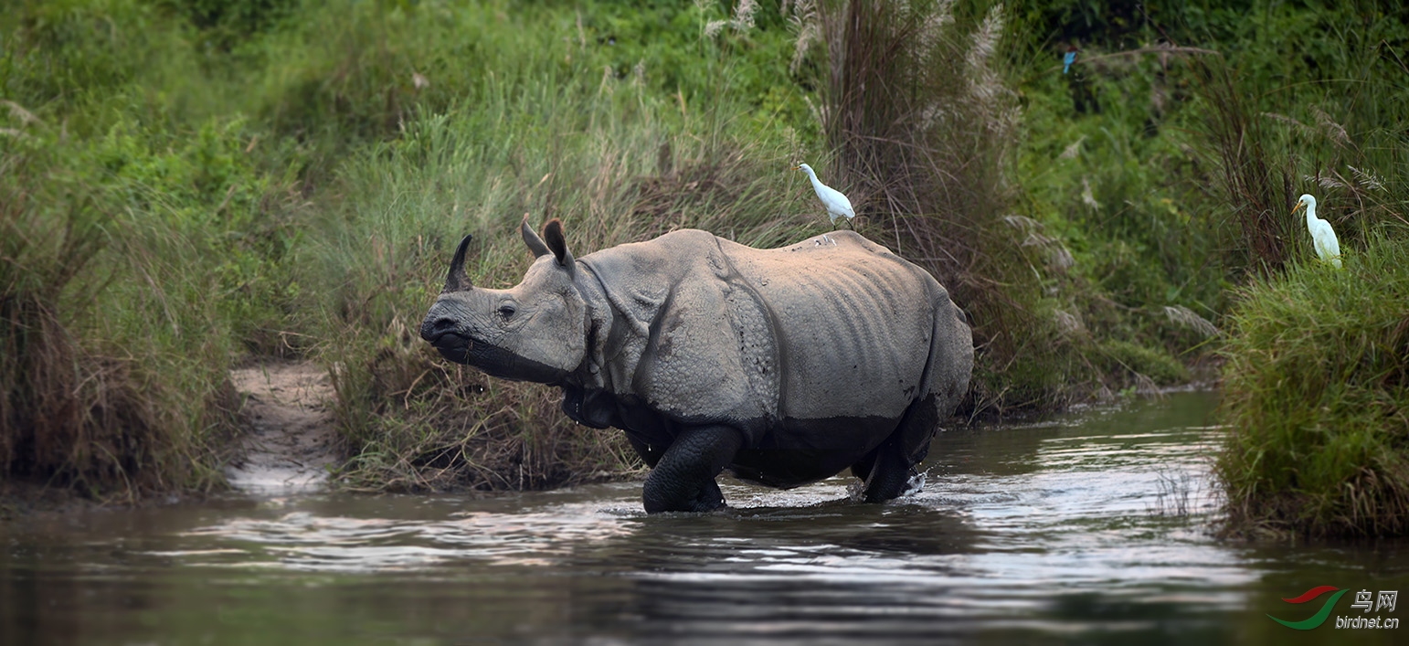 ���Ჴ������