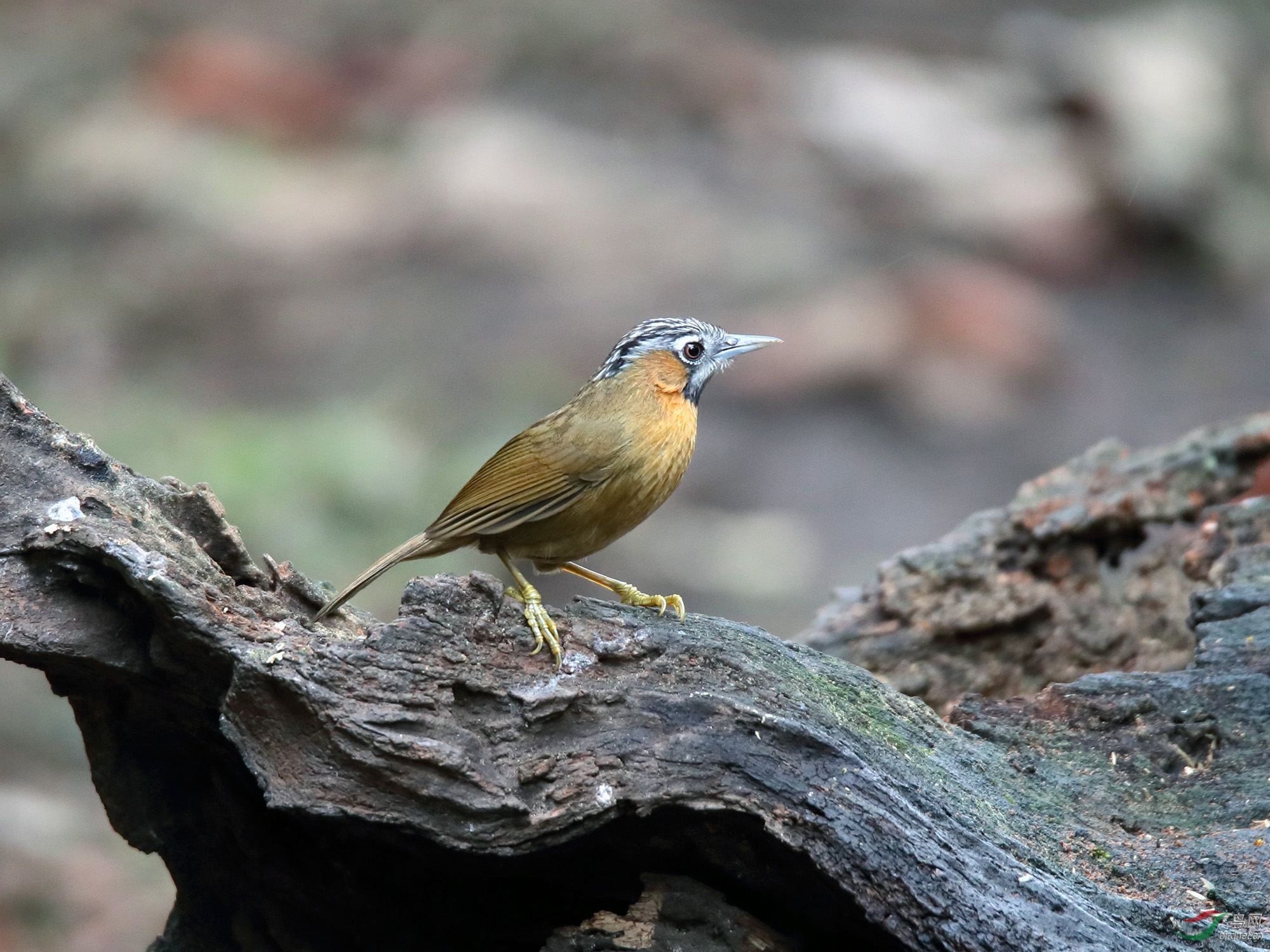 初来乍到黑头穗鹛
