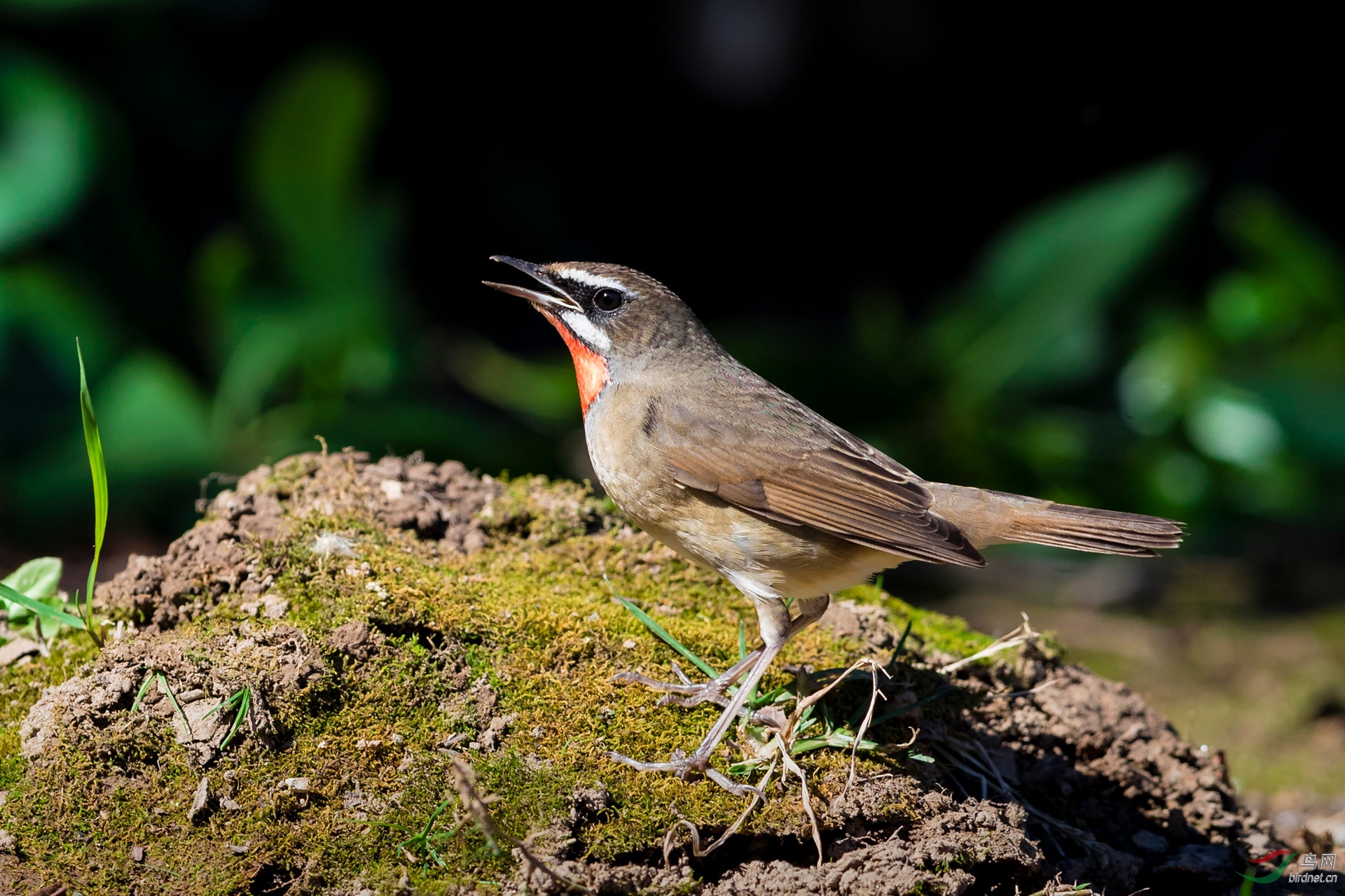 觅食忙(红喉歌鸲)