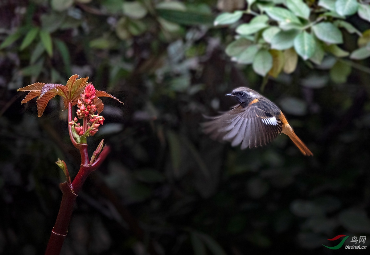 索尼黑卡rx10m4试拍