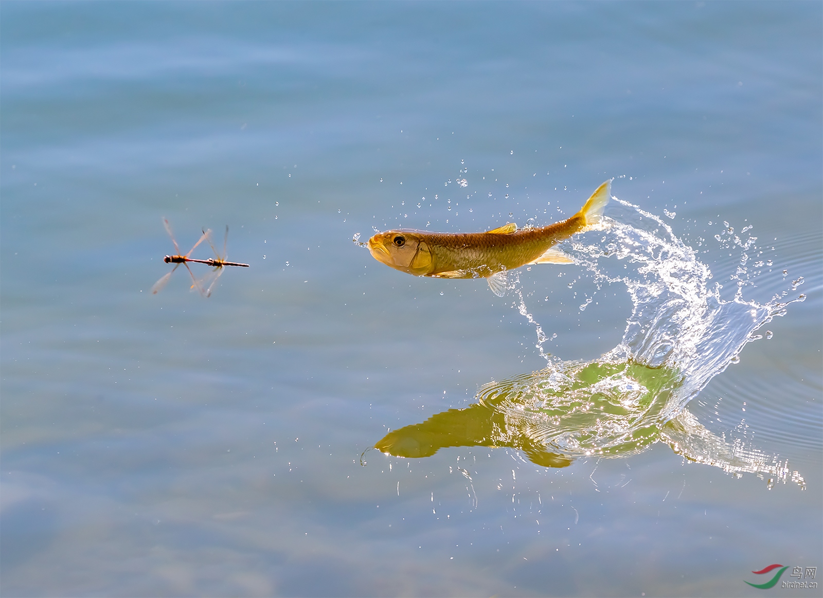 鱼追蜻蜓祝贺老师荣获首页精华