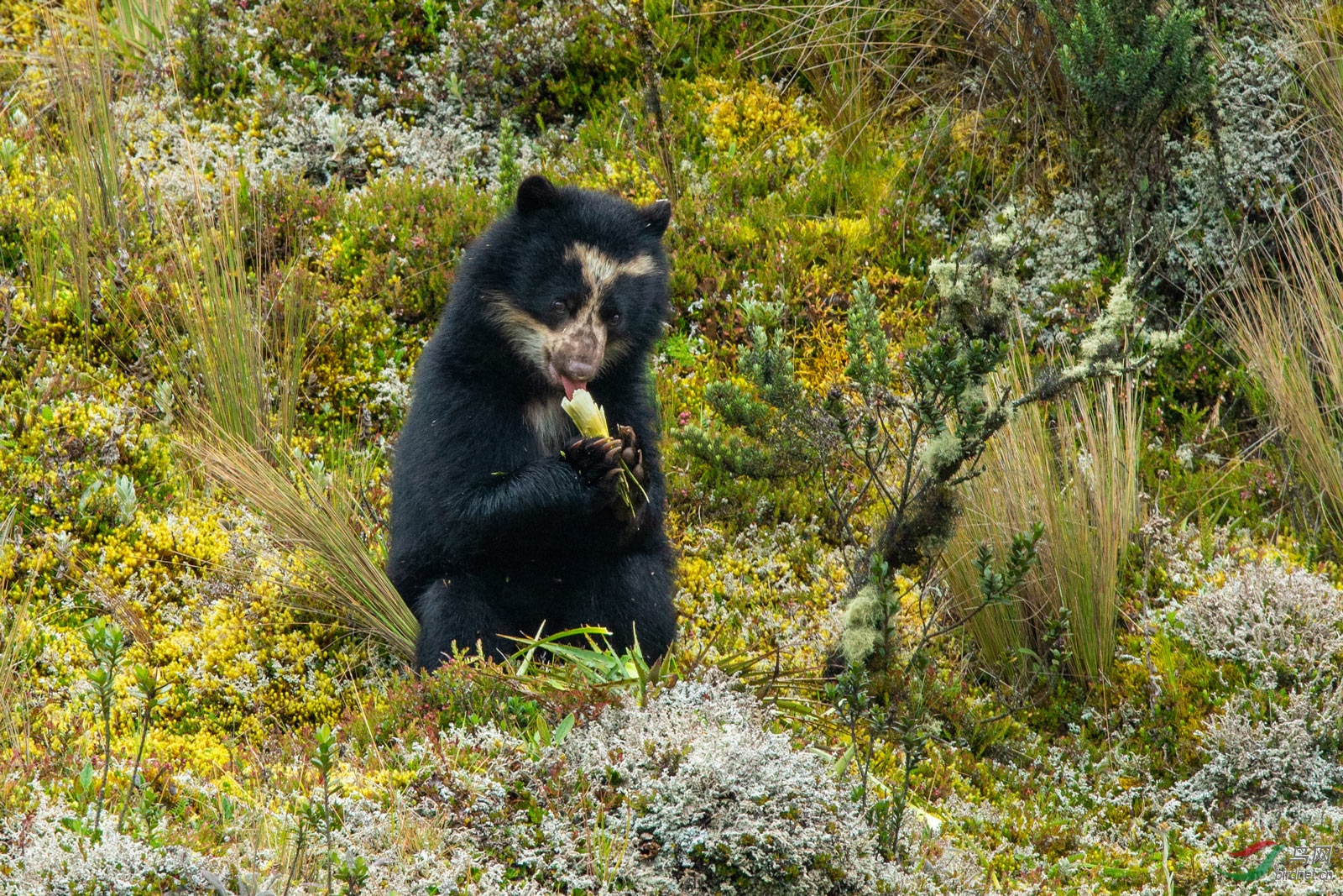 何平bj:眼镜熊奇遇记