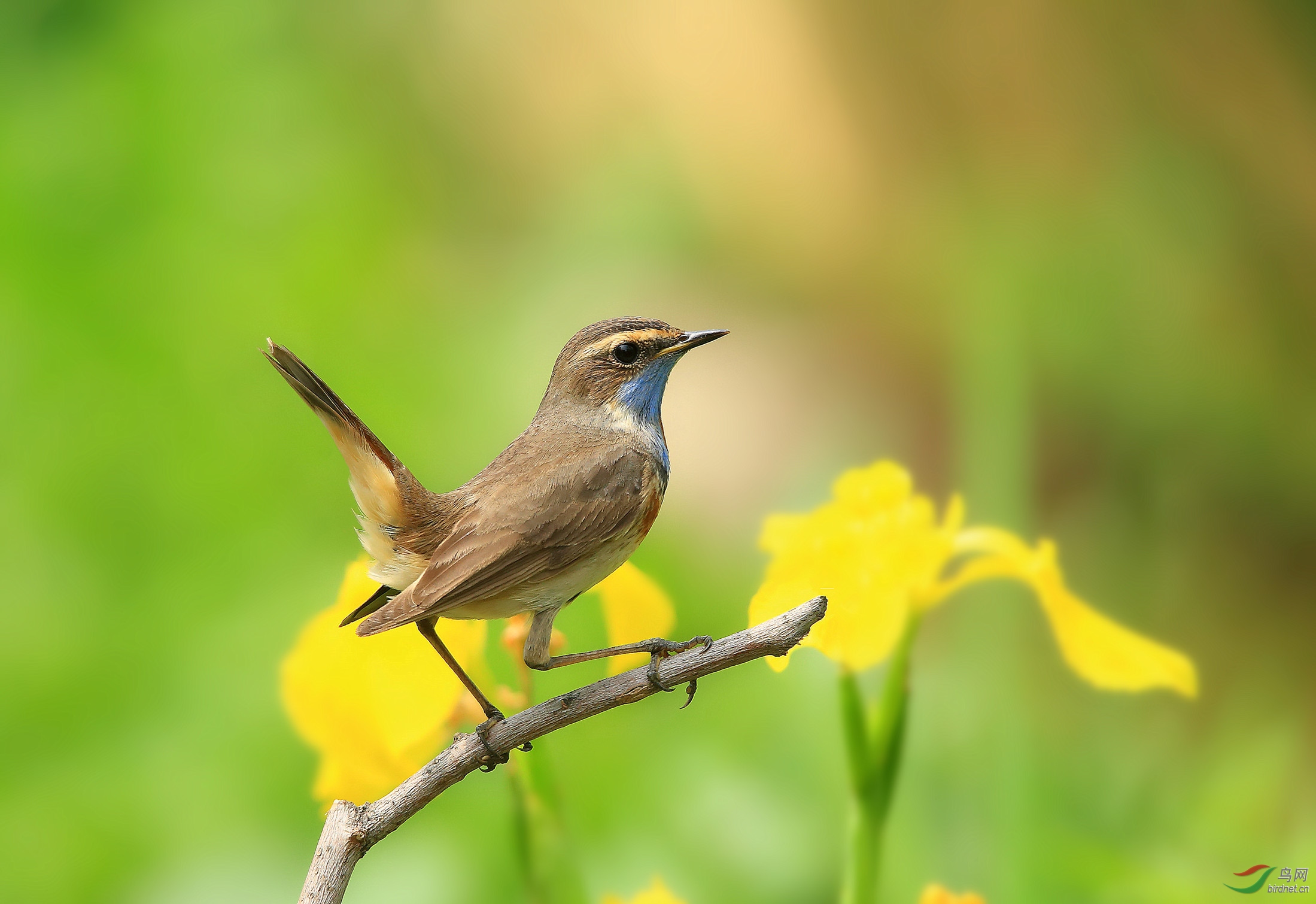 林鸟翘翘小尾巴蓝喉歌鸲祝贺荣获首页鸟类精华