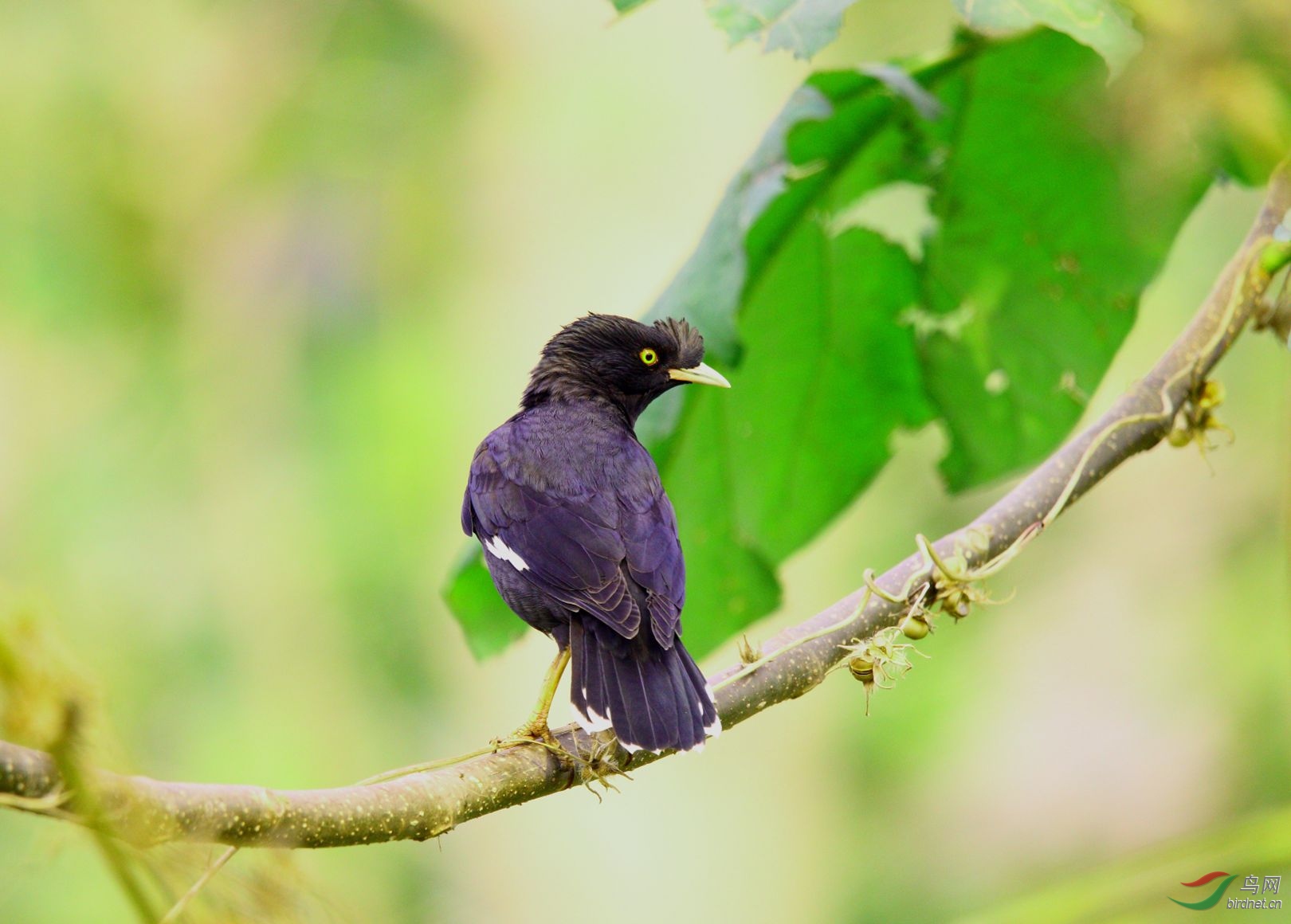 八哥. - 河南版 henan 鸟网