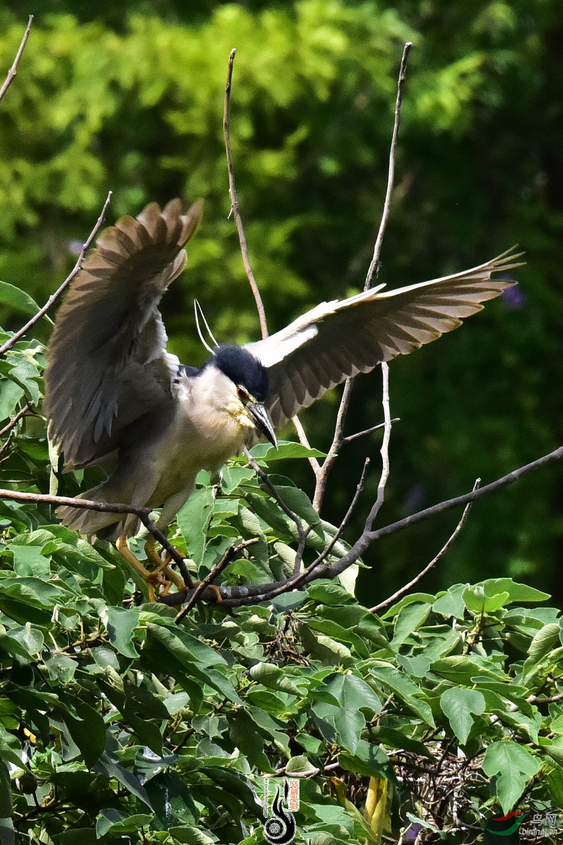 DSC_5206.JPG