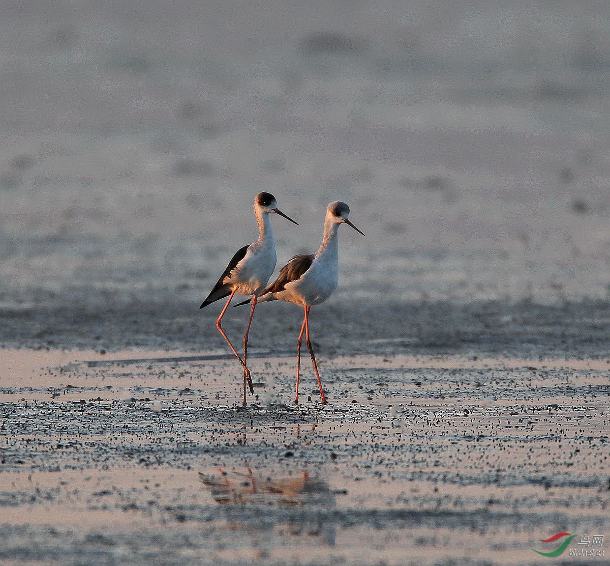 结伴同行 - 林鸟版 鸟网