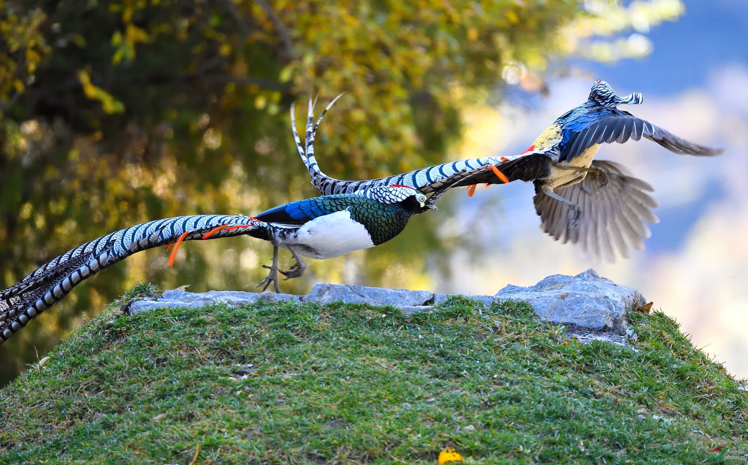 一山不容二鸟——白腹锦鸡