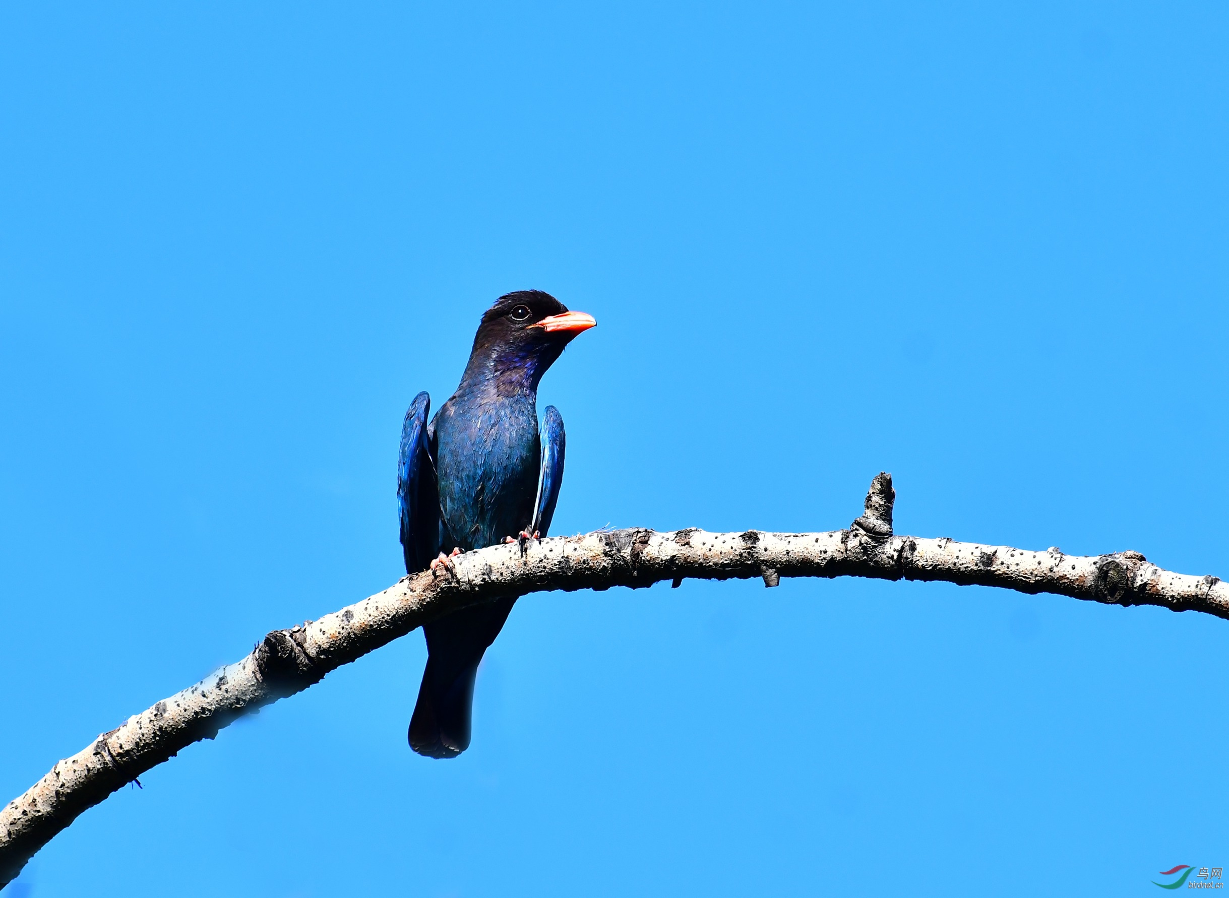 三宝鸟 - 皇城根拍鸟e族 鸟网