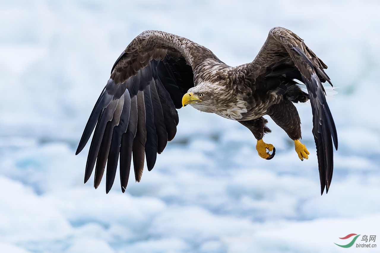 高飞远翔白尾海雕