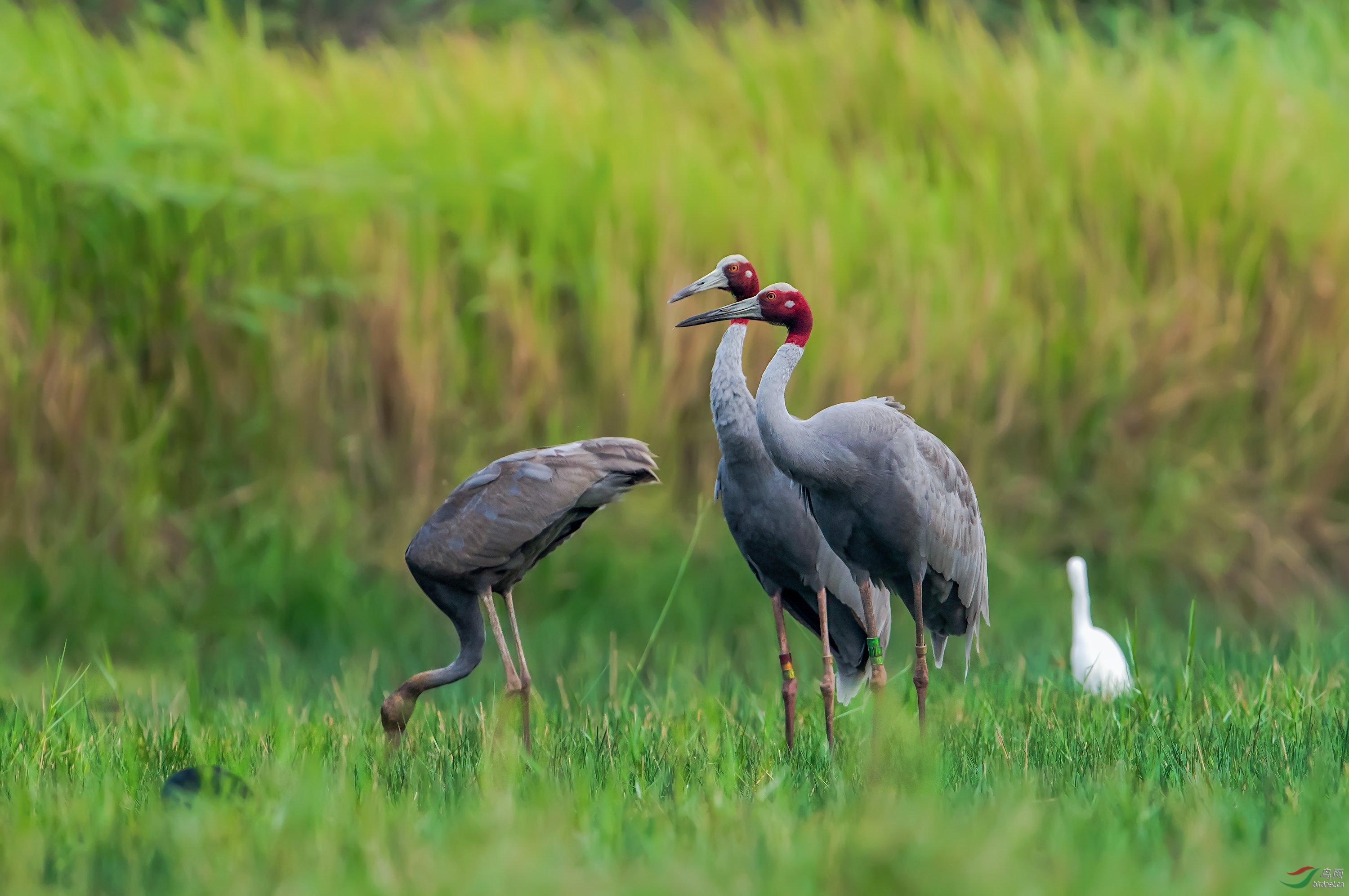 赤颈鹤荣获首页鸟类精华