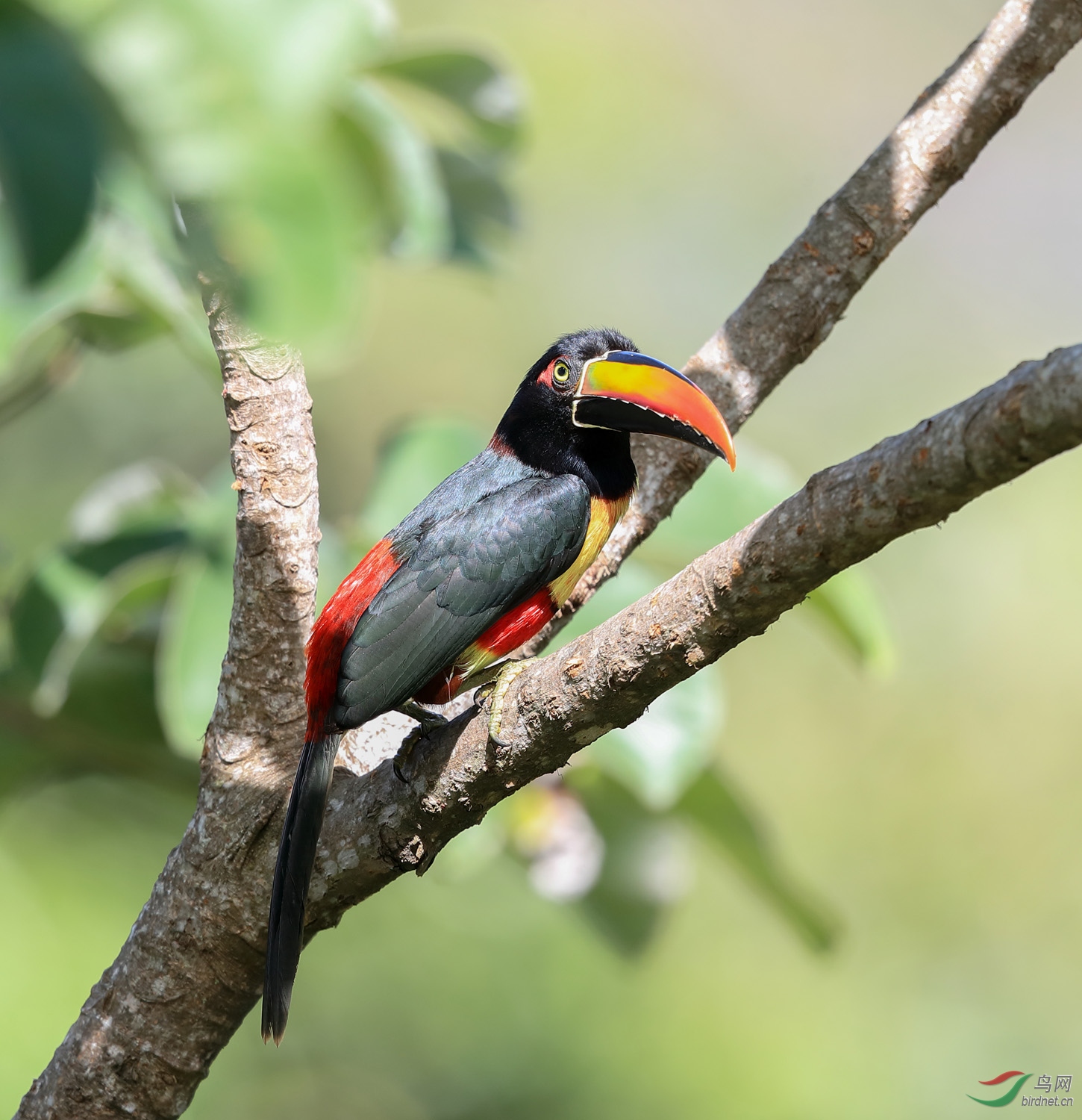 红嘴簇舌巨嘴鸟 (1).jpg