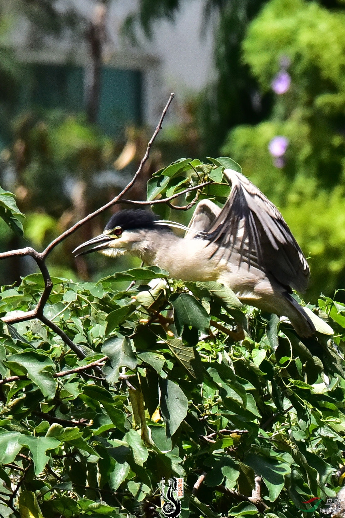 DSC_5243.JPG