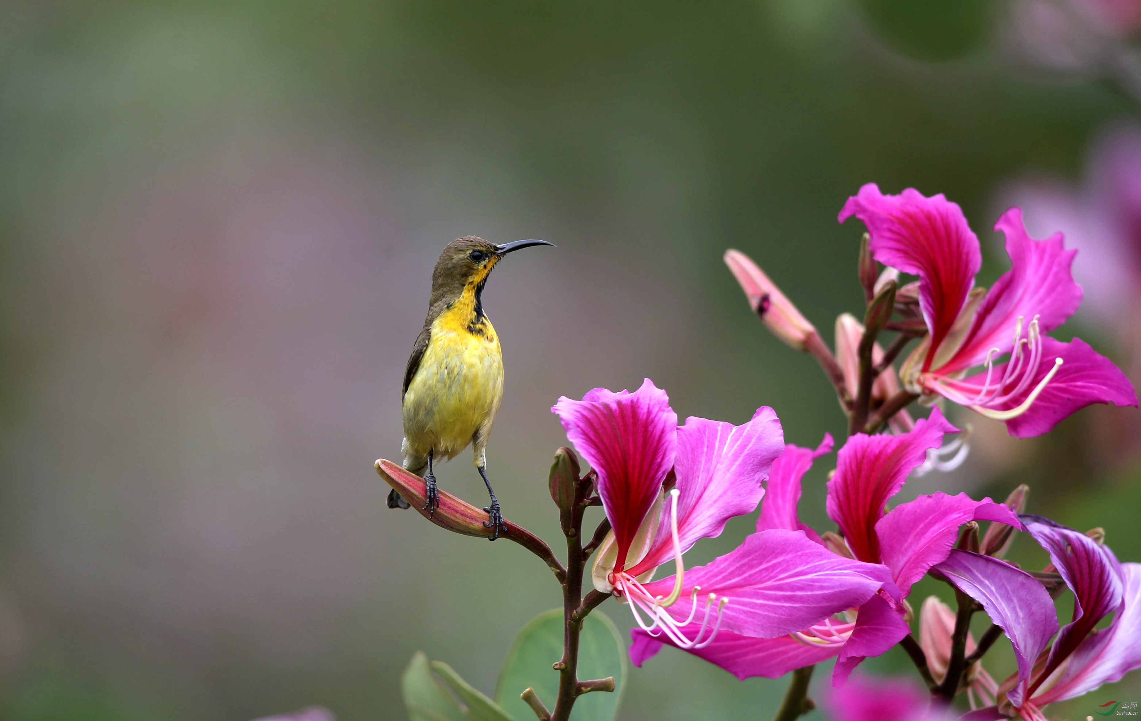 花蜜鳥…紫荊花