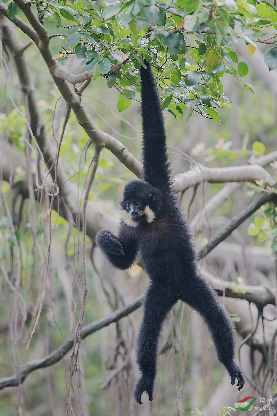 长臂猿贺获动物精华