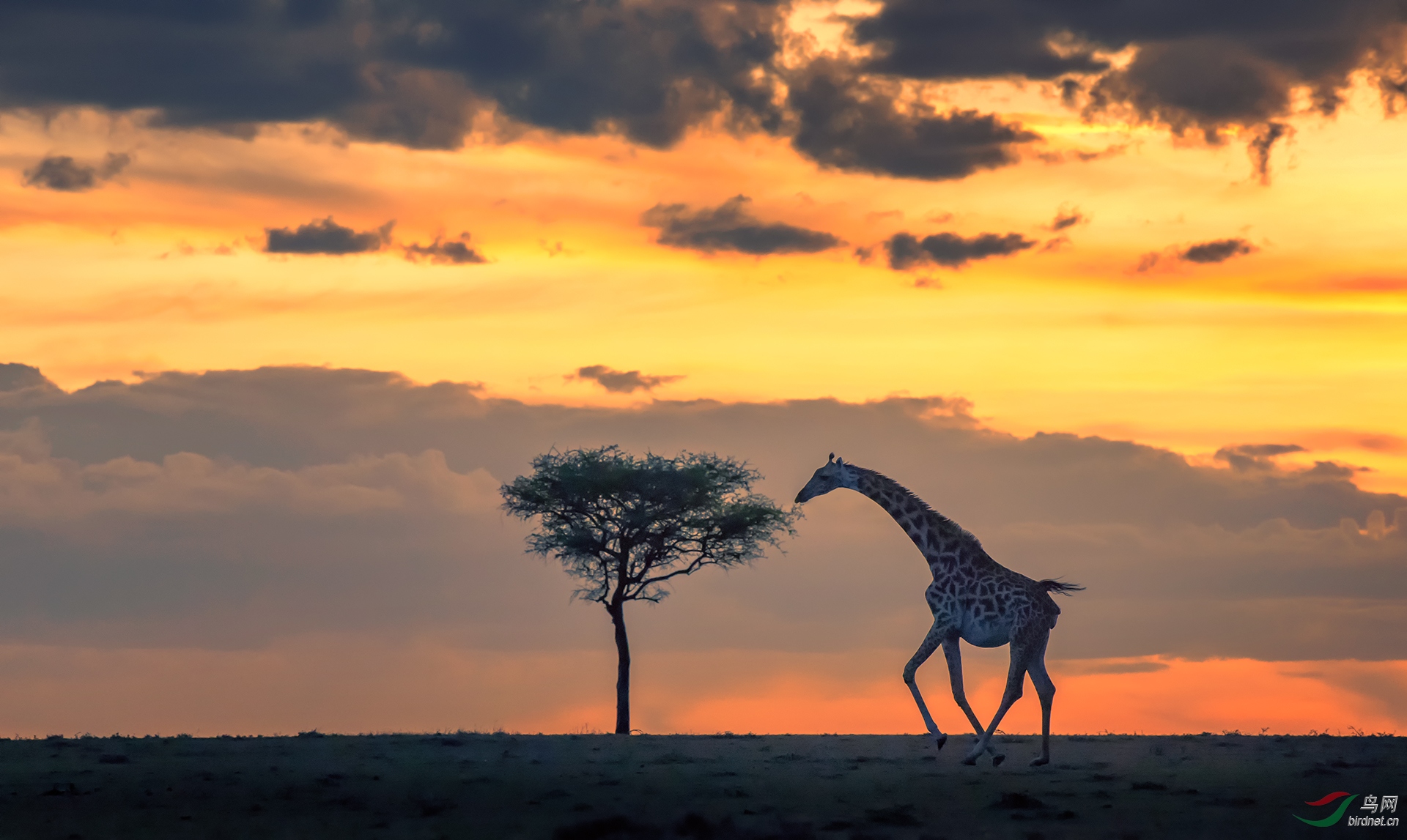 经典马赛马拉日暮下的长颈鹿,合欢树