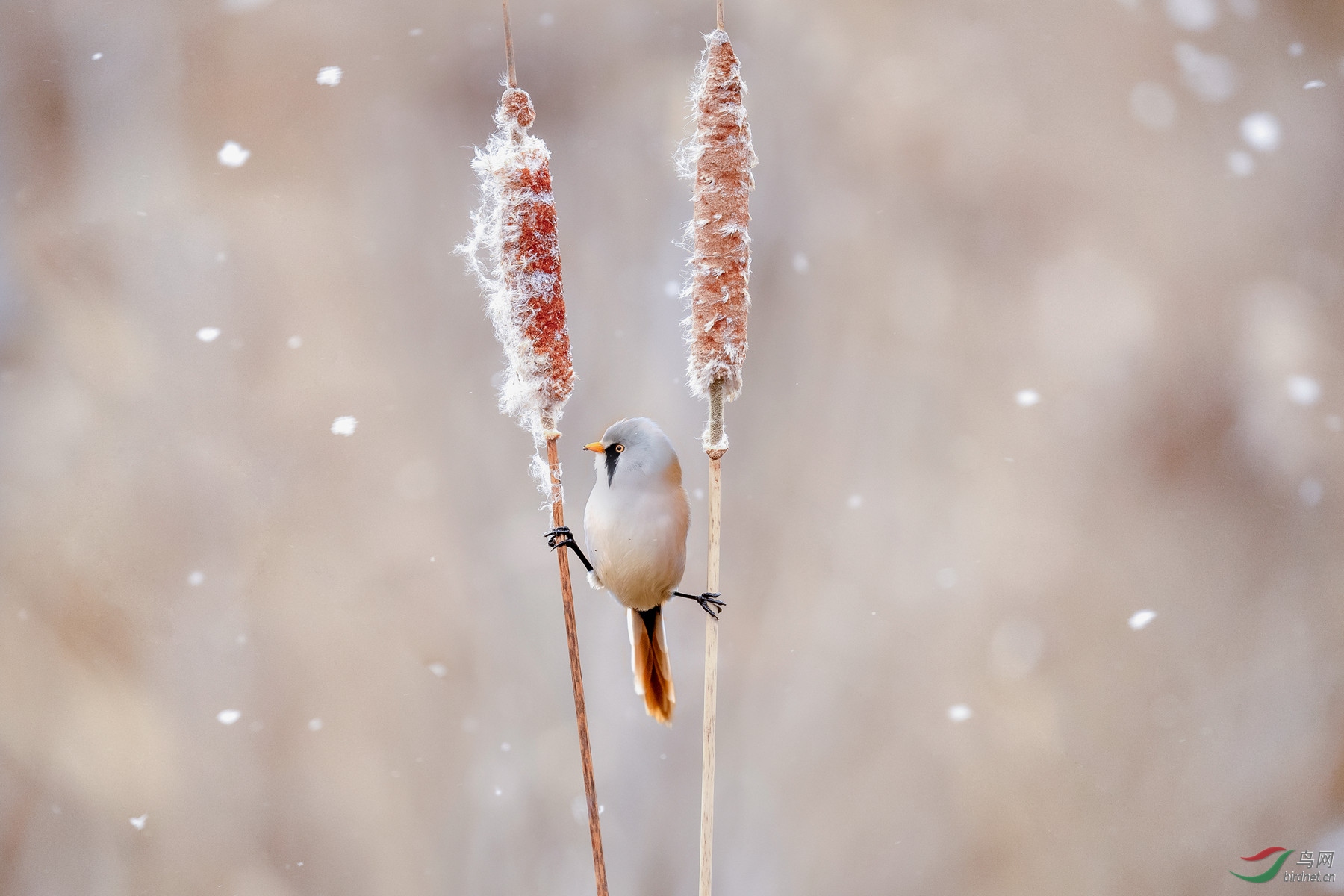 雪花飘飘-文须雀
