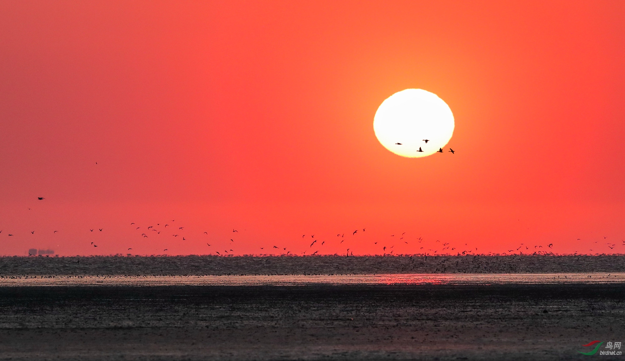 海边夕阳鸟归巢.