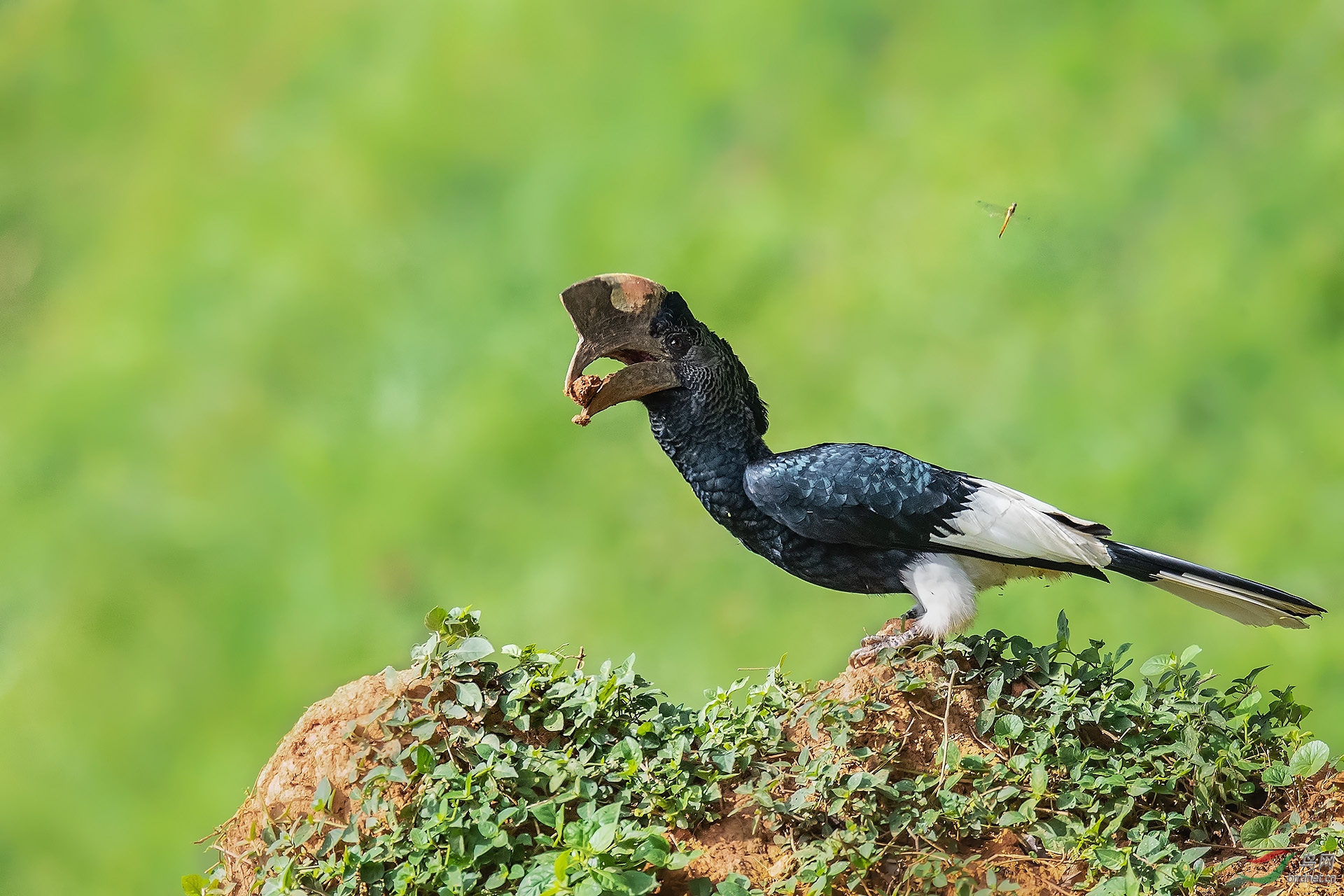 笛声噪犀鸟 - vip版鸟网