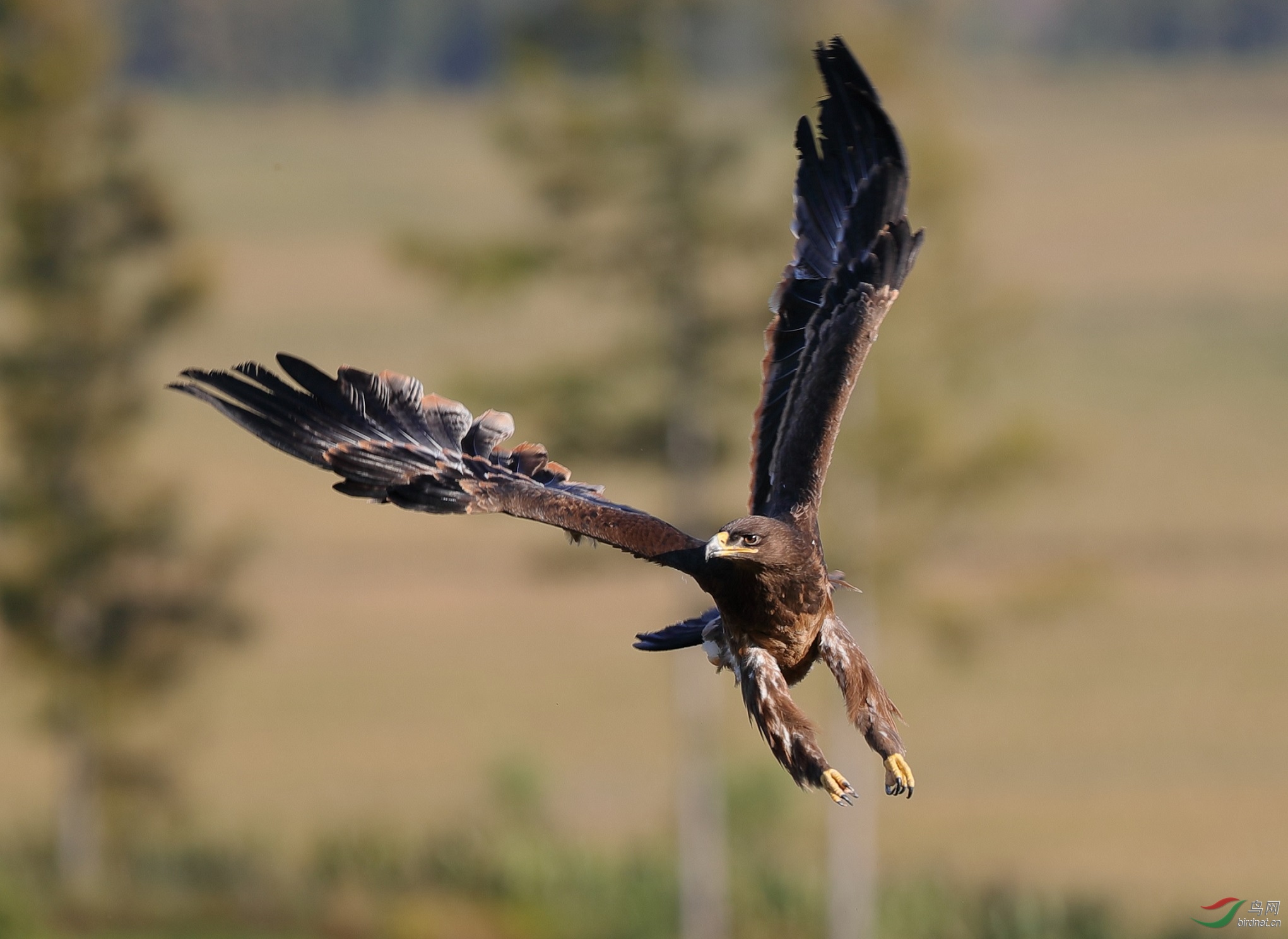 草原雄鹰