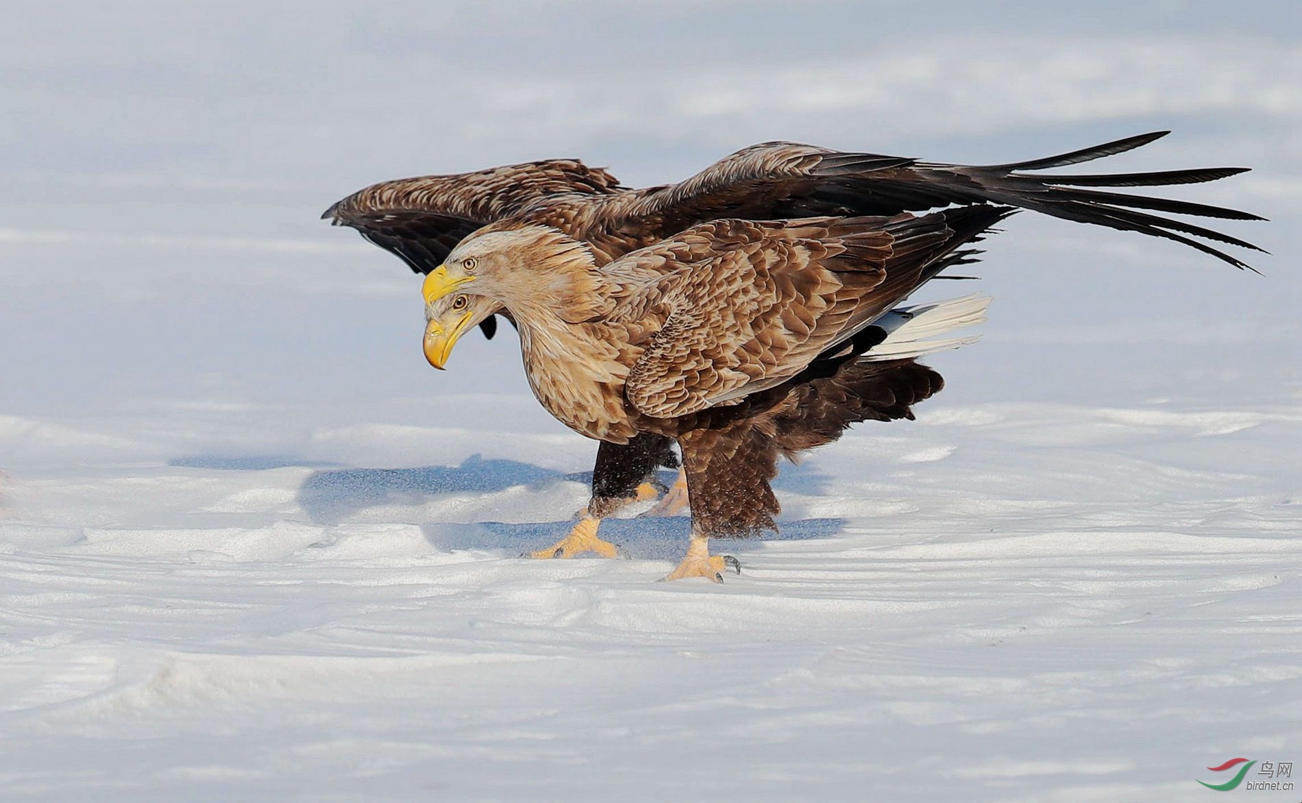 俄罗斯国鸟双头鹰图片