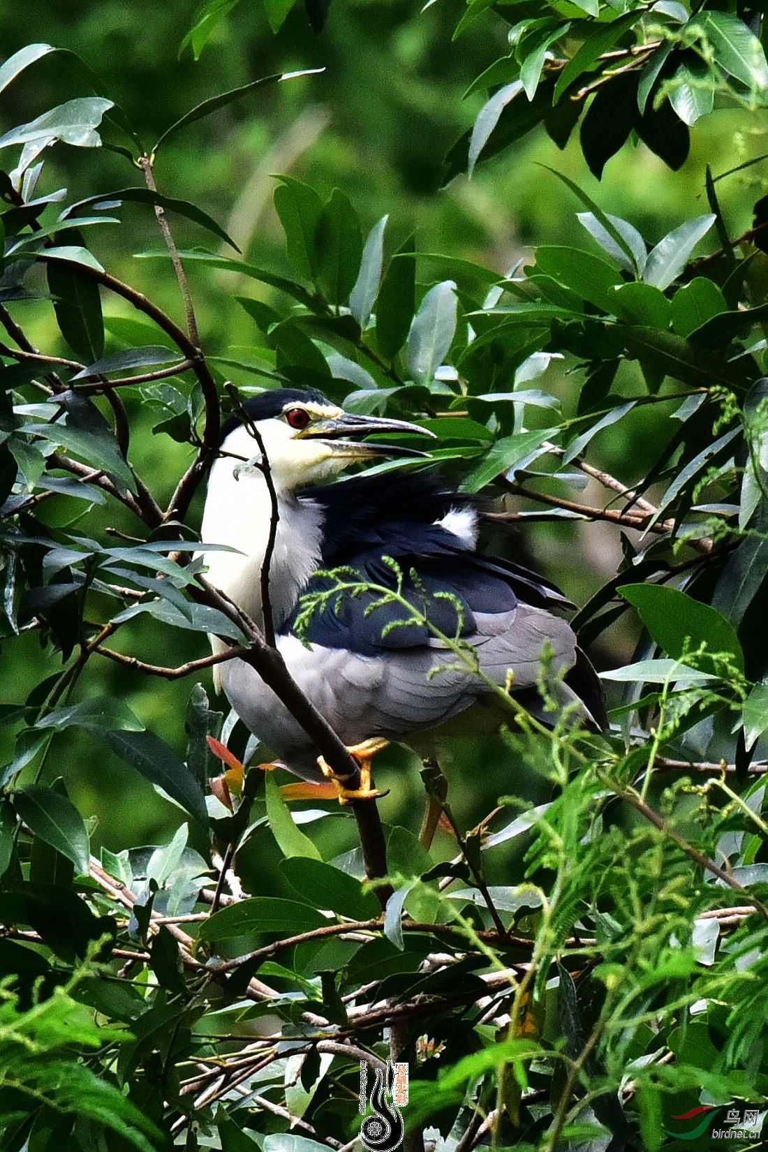 DSC_5517.JPG