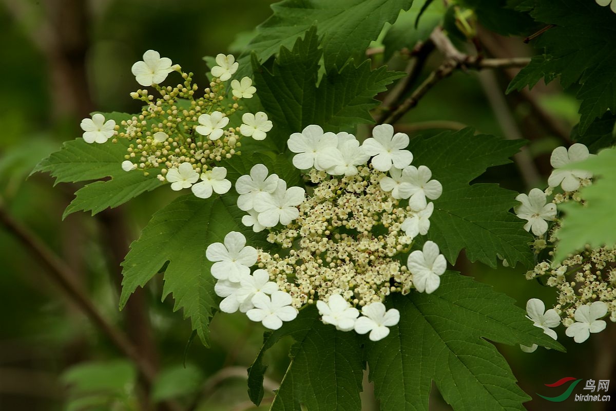 天目琼花(天目琼花的花语和寓意)