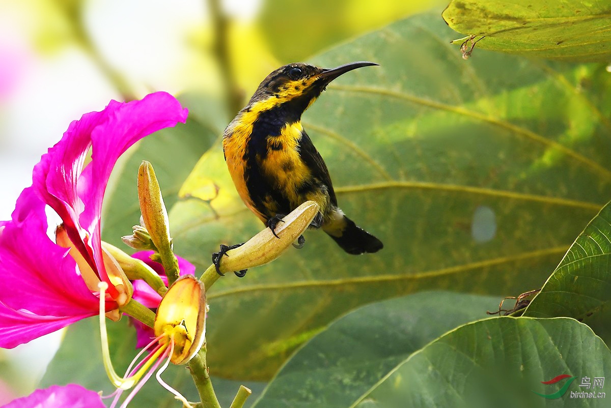 紫荆花 - 深圳市鸟类生态摄影沙龙 鸟网
