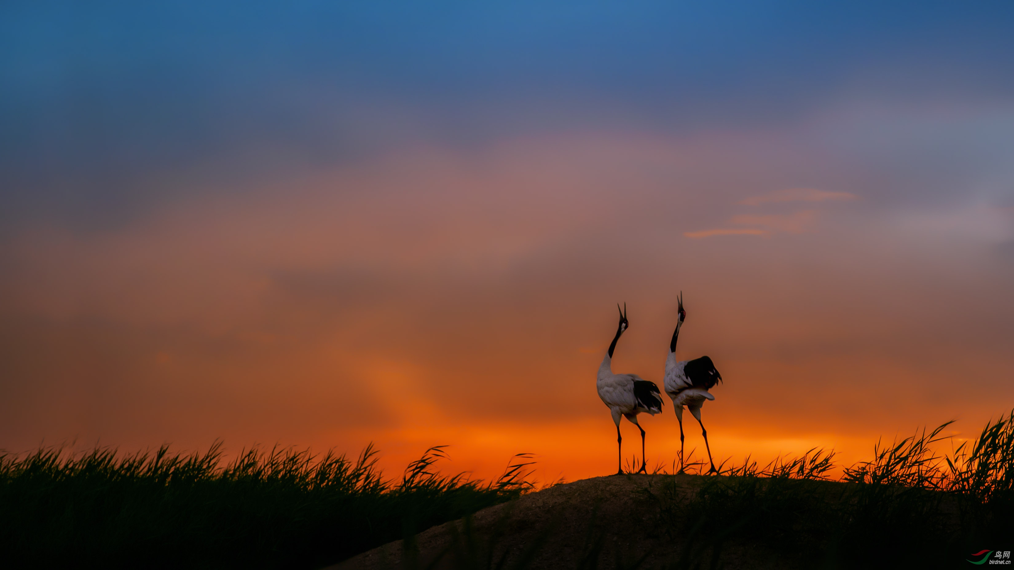 鹤鸣于九皋声闻于野荣获首页精华