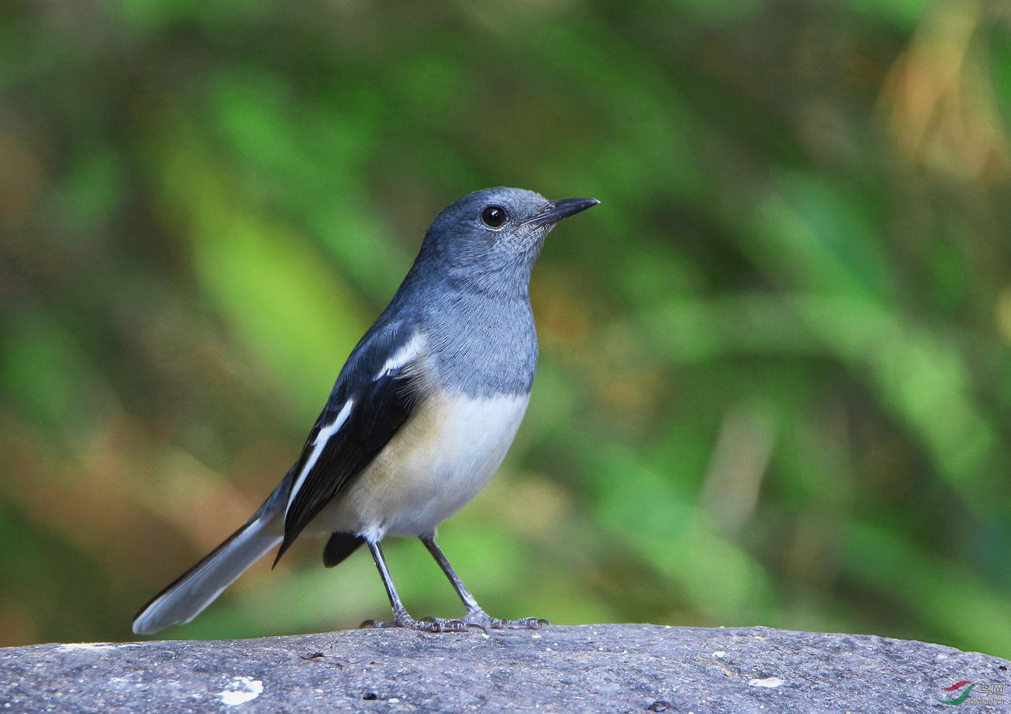 0ldwolf - 我的专辑 鸟网