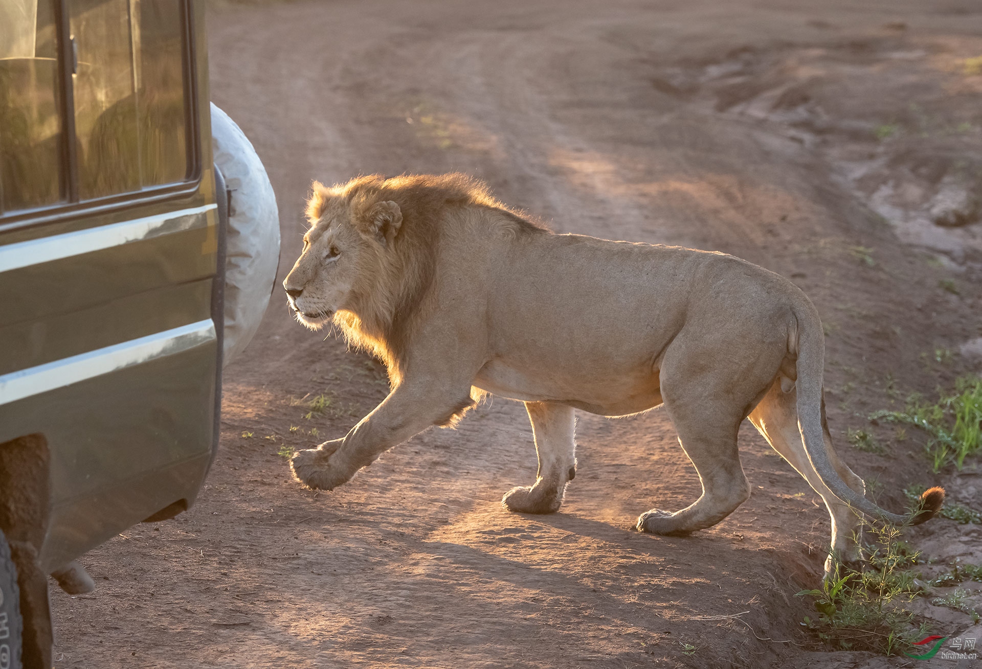 非洲雄狮狮子王