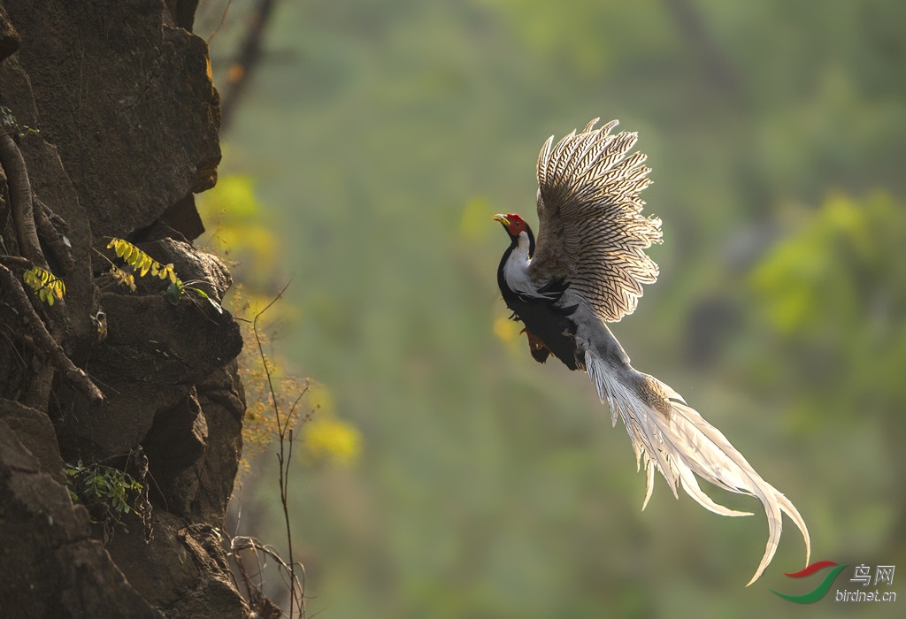 白鹇 荣获首页精华>