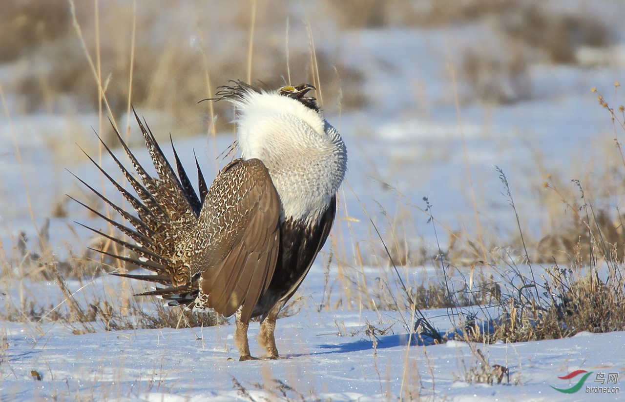 引吭高歌艾草大松鸡获首页鸟类精华