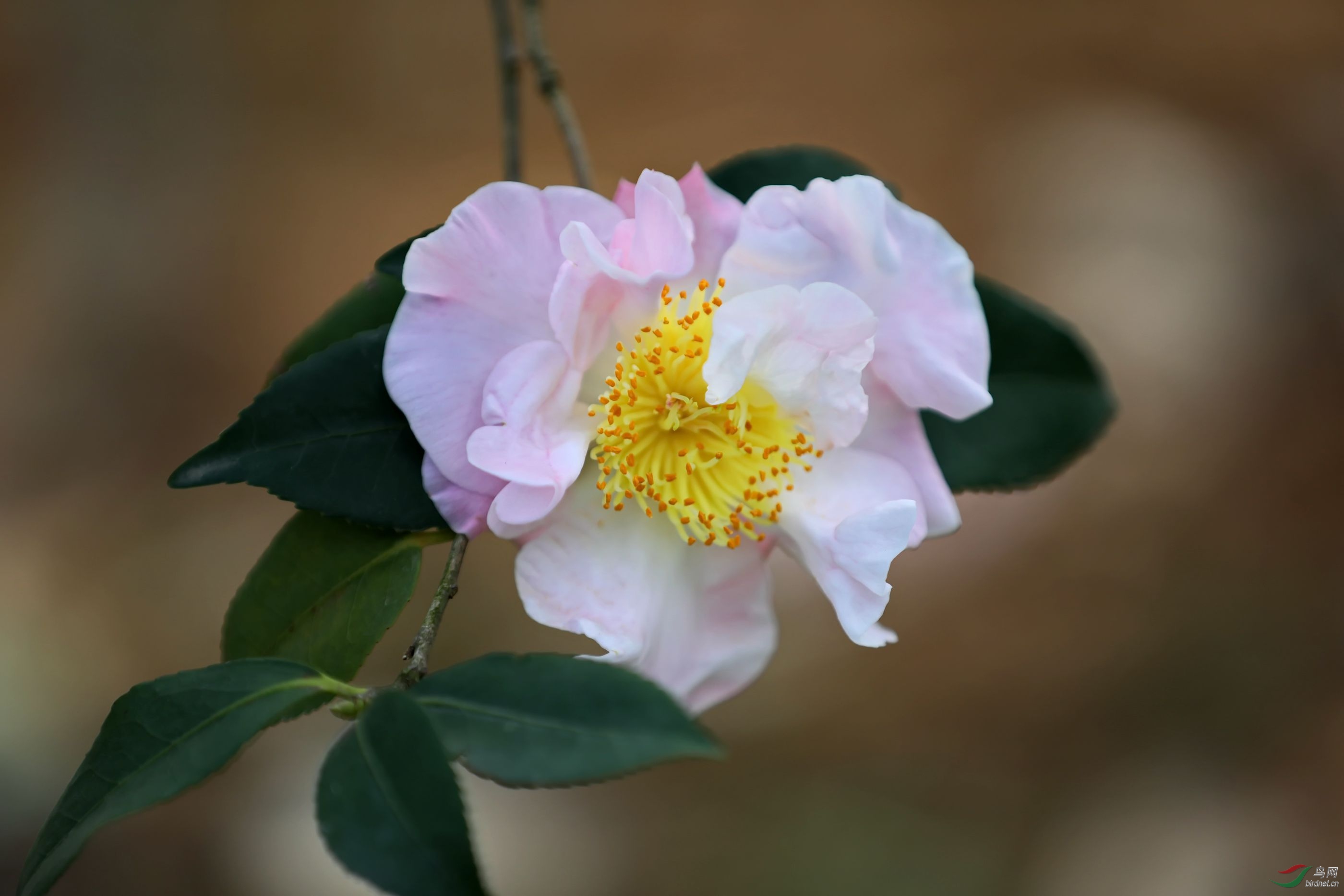 茶花