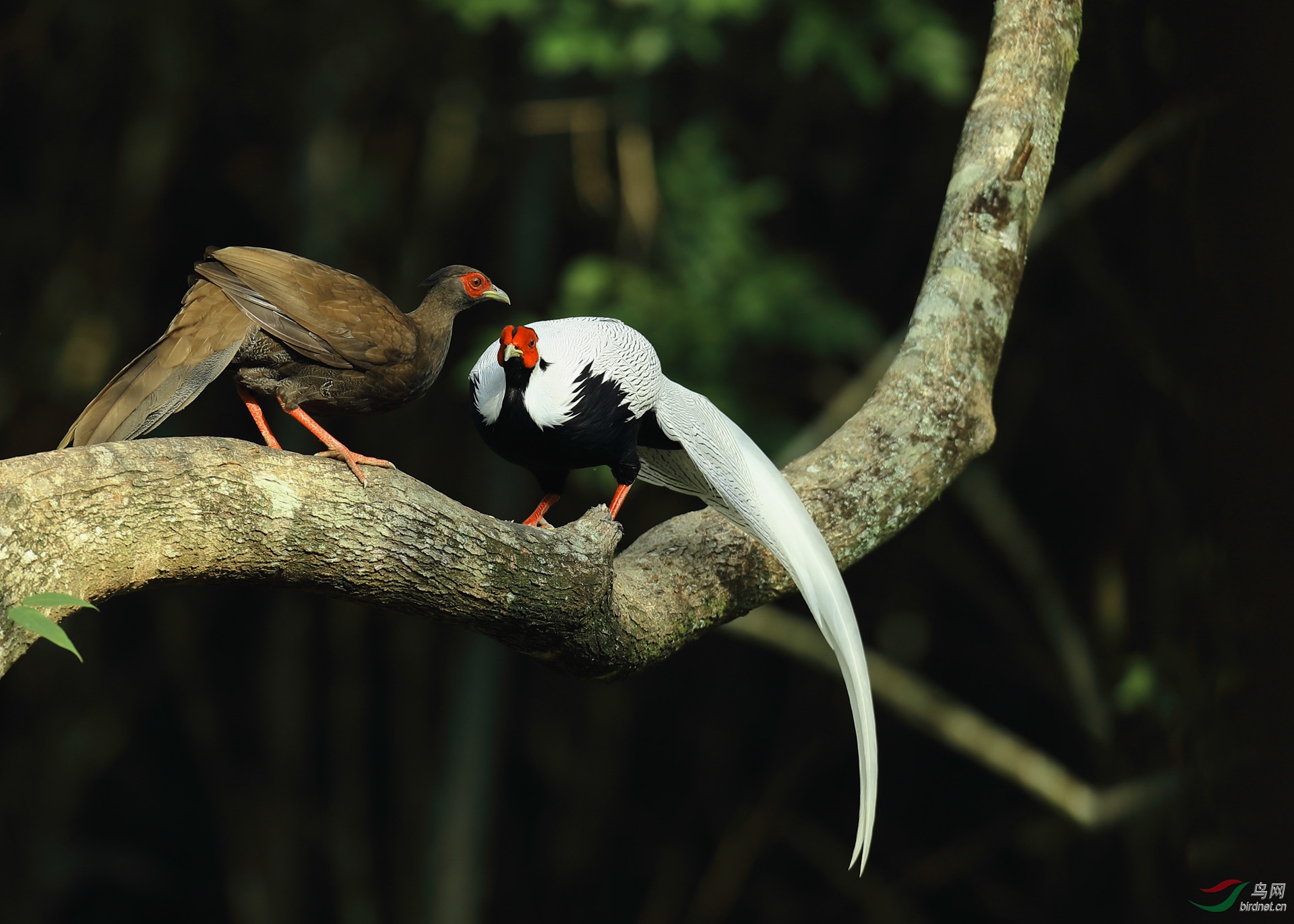 《树上的白鹇》