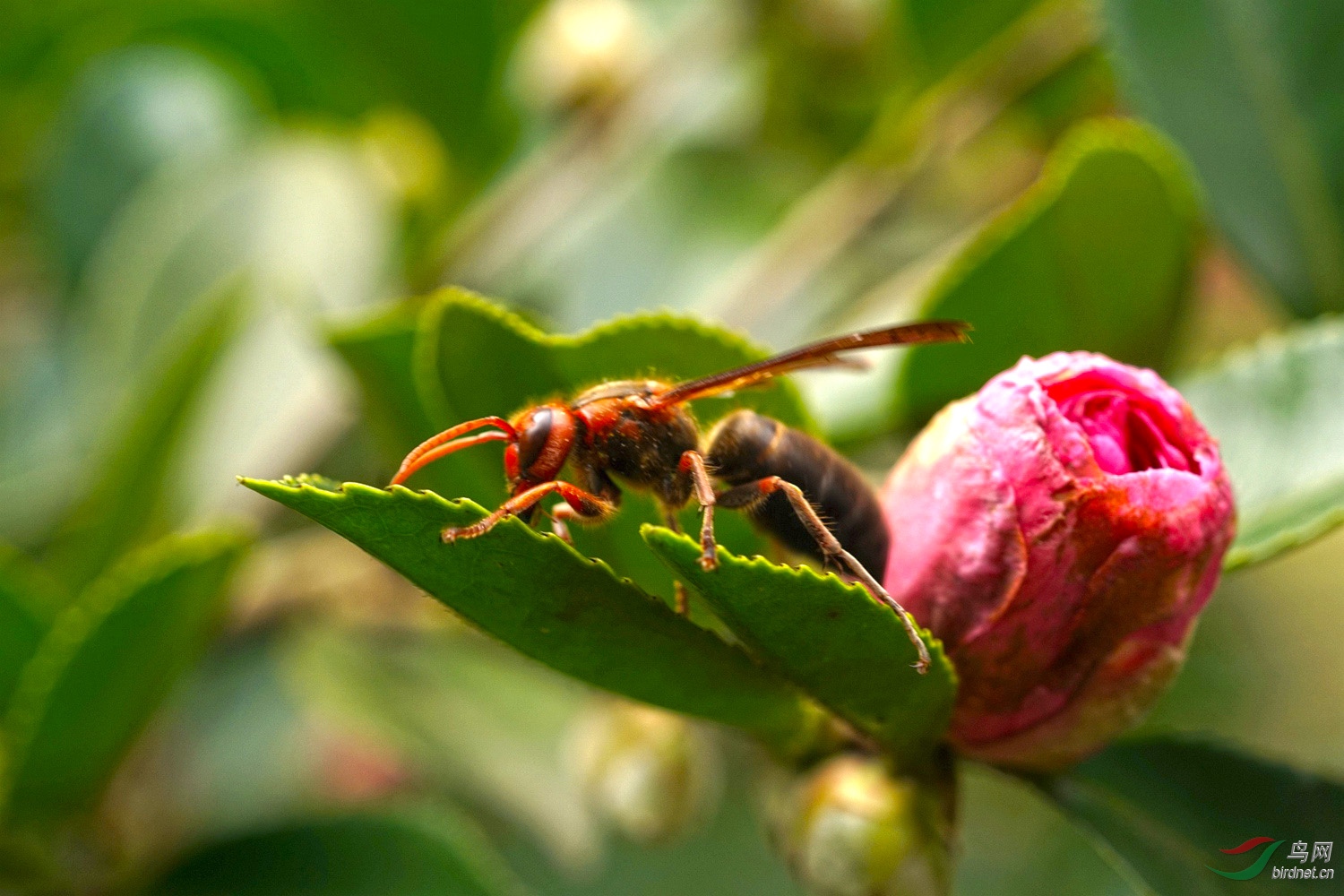茶花上的野蜂