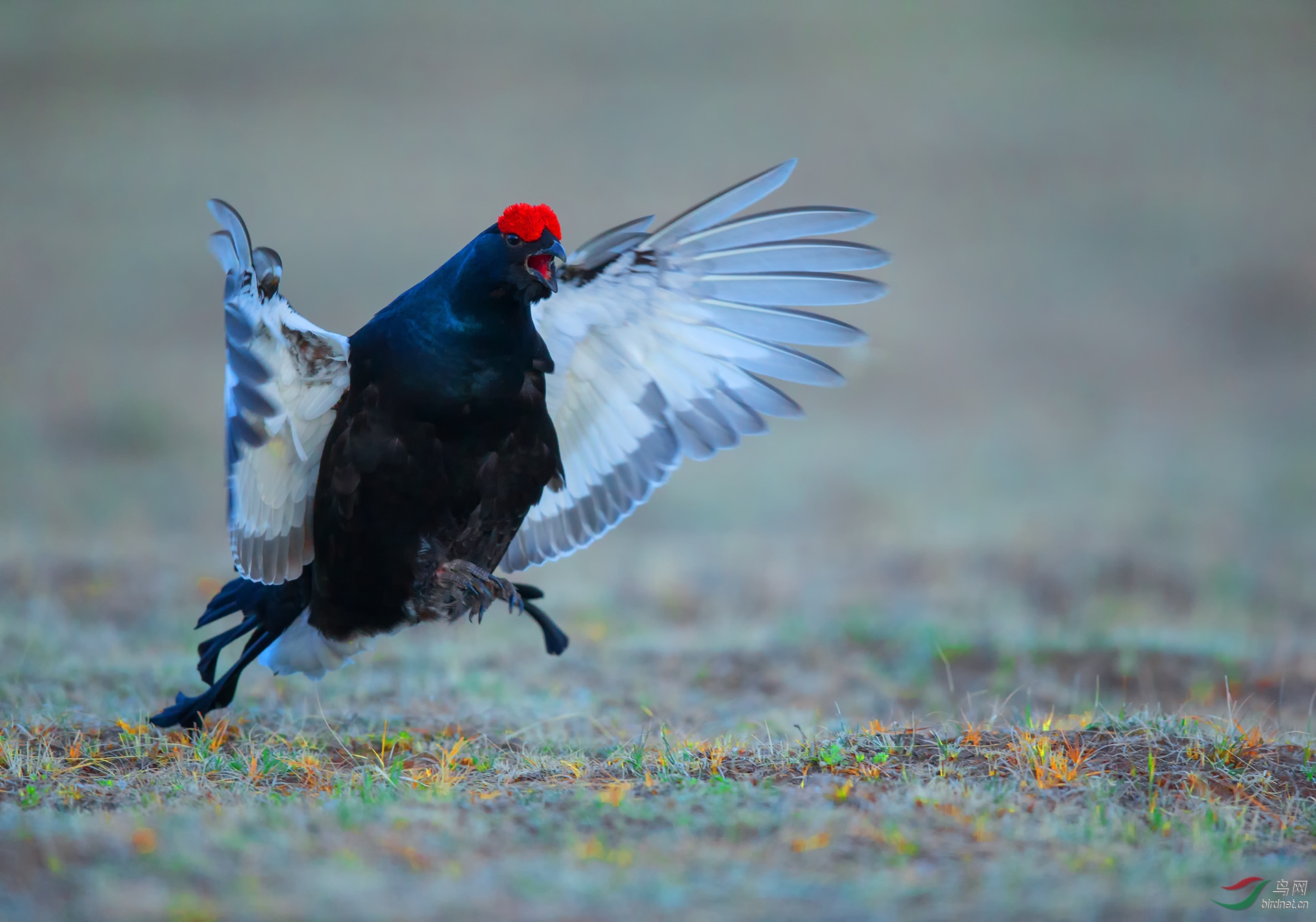 起跳的黑琴鸡 — 问好鸟友 !( 祝贺荣获首页鸟类精华 )