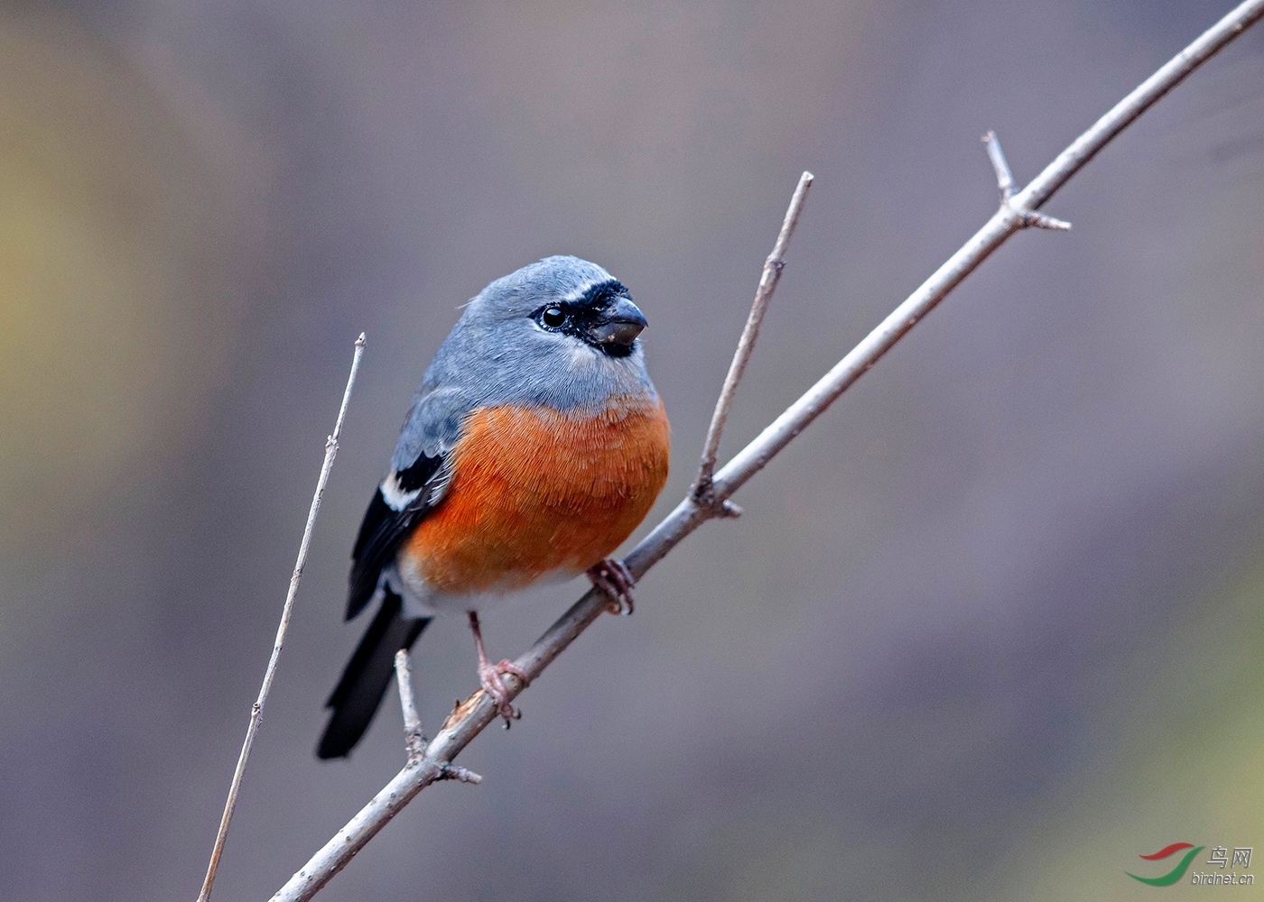 灰头灰雀胖的可爱