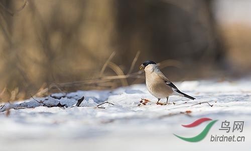 AM3T7578.jpg~s.jpg
