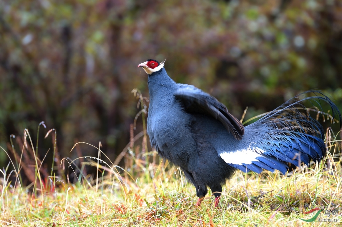 蓝马鸡贺图获首页鸟类精华