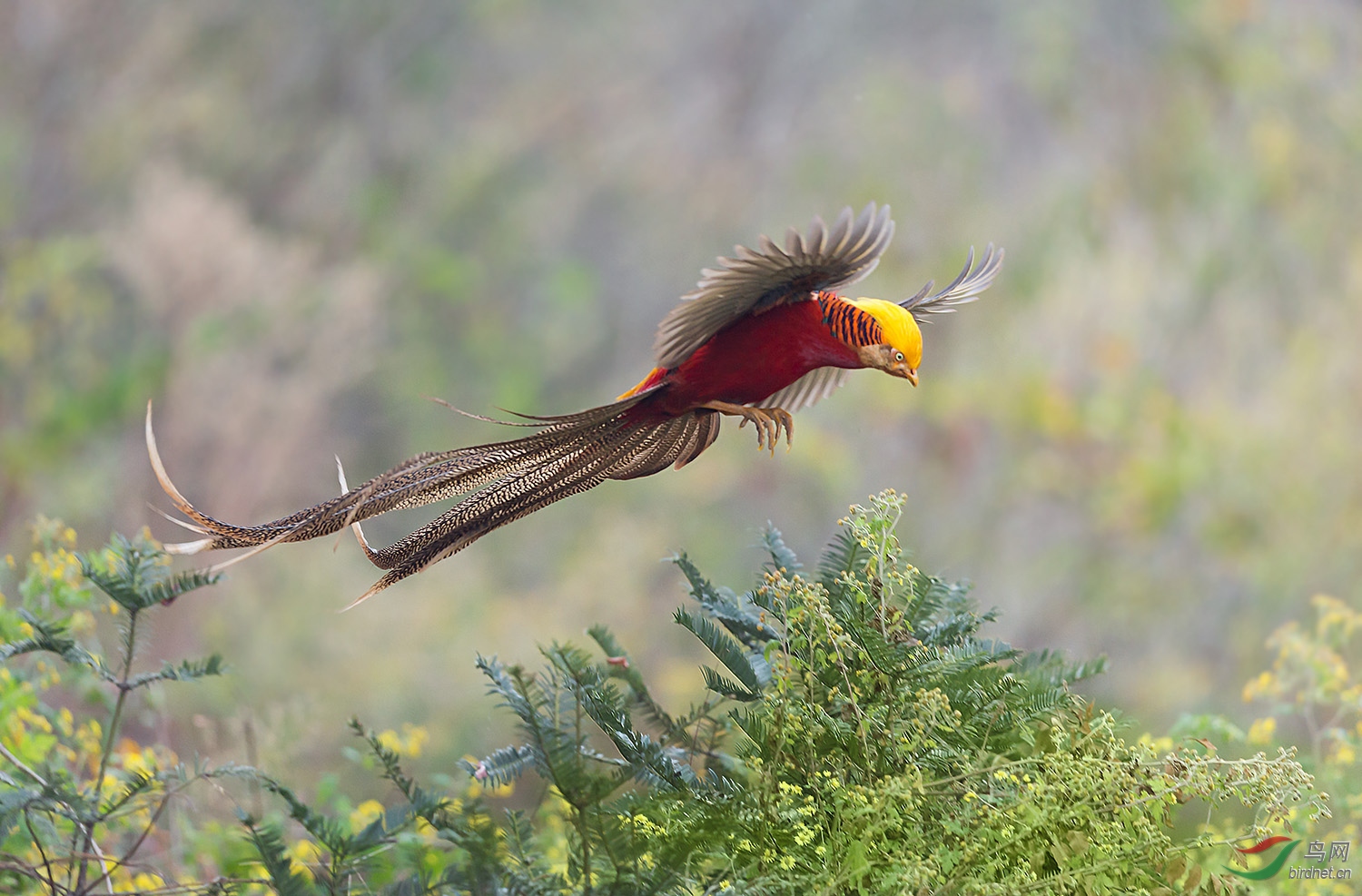 下山的红腹锦鸡 - 河南版 henan 鸟网