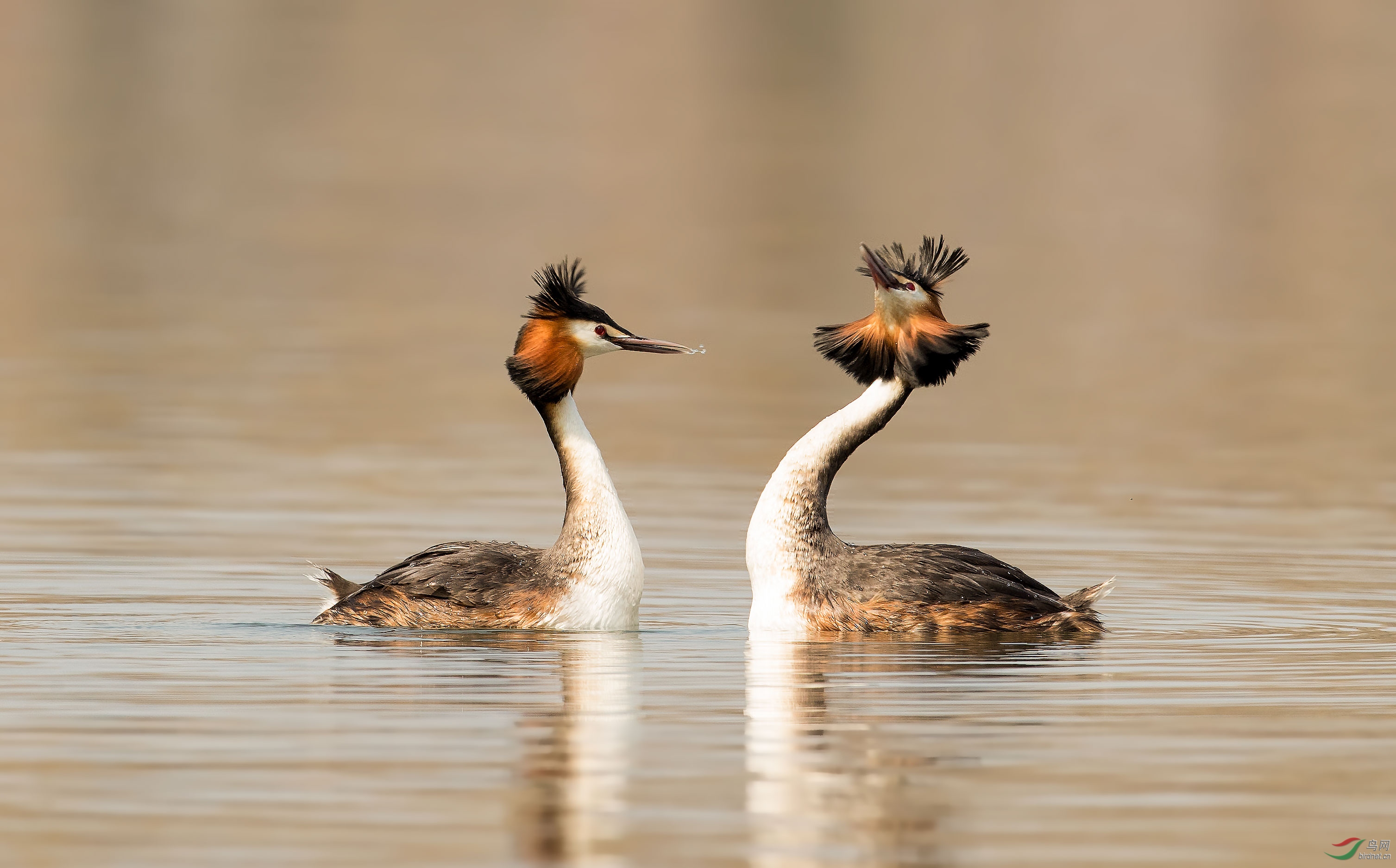 凤头鸊鷉祝贺获首页精华