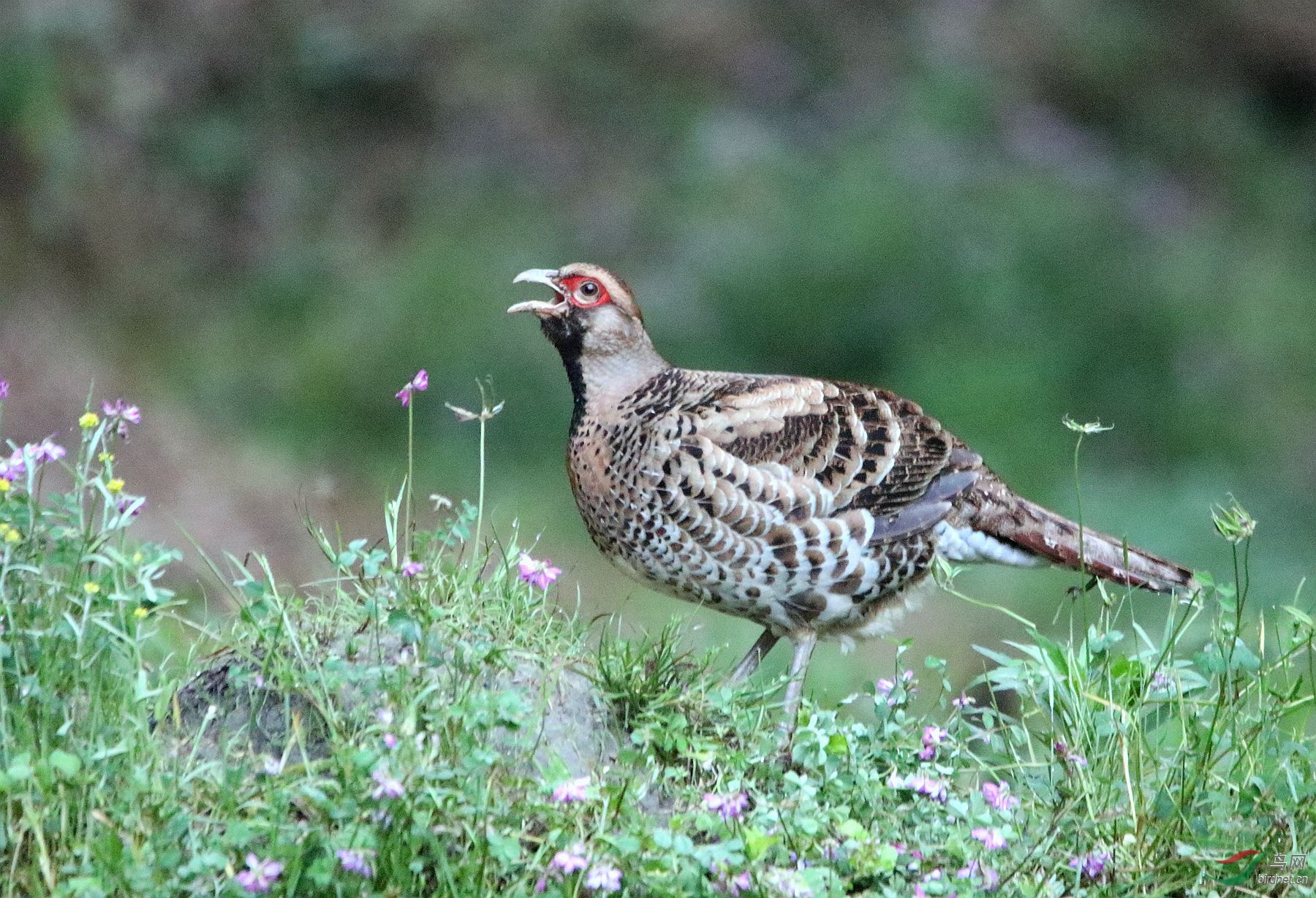呼唤-白颈长尾雉(雌)