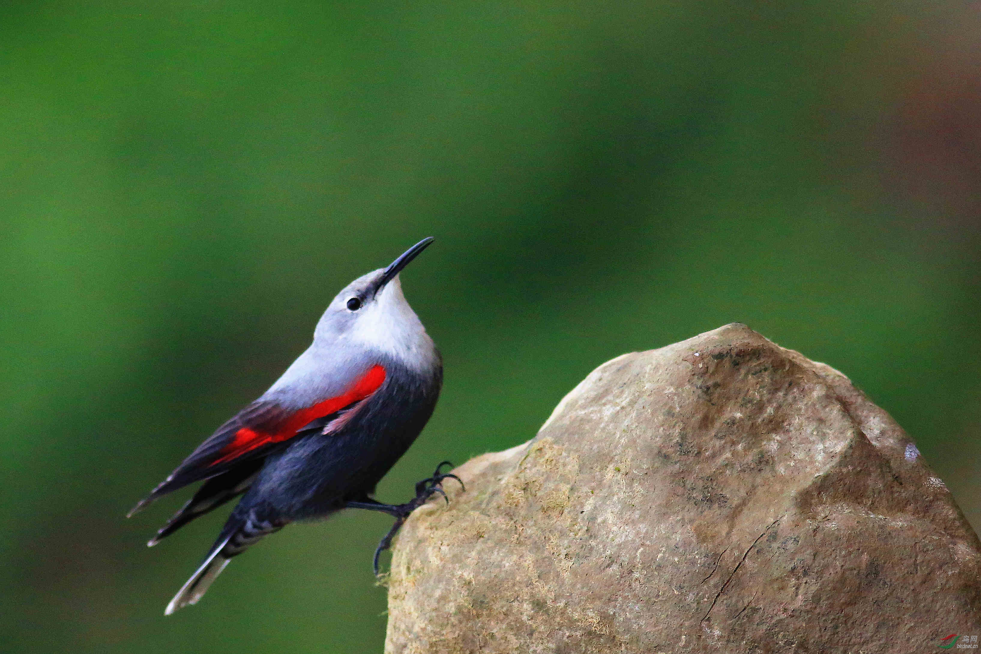 红翅旋壁雀 - 内蒙古版 neimenggu 鸟网
