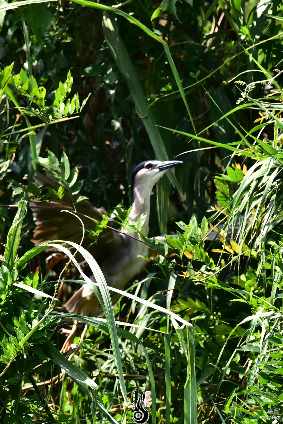 DSC_6210.JPG