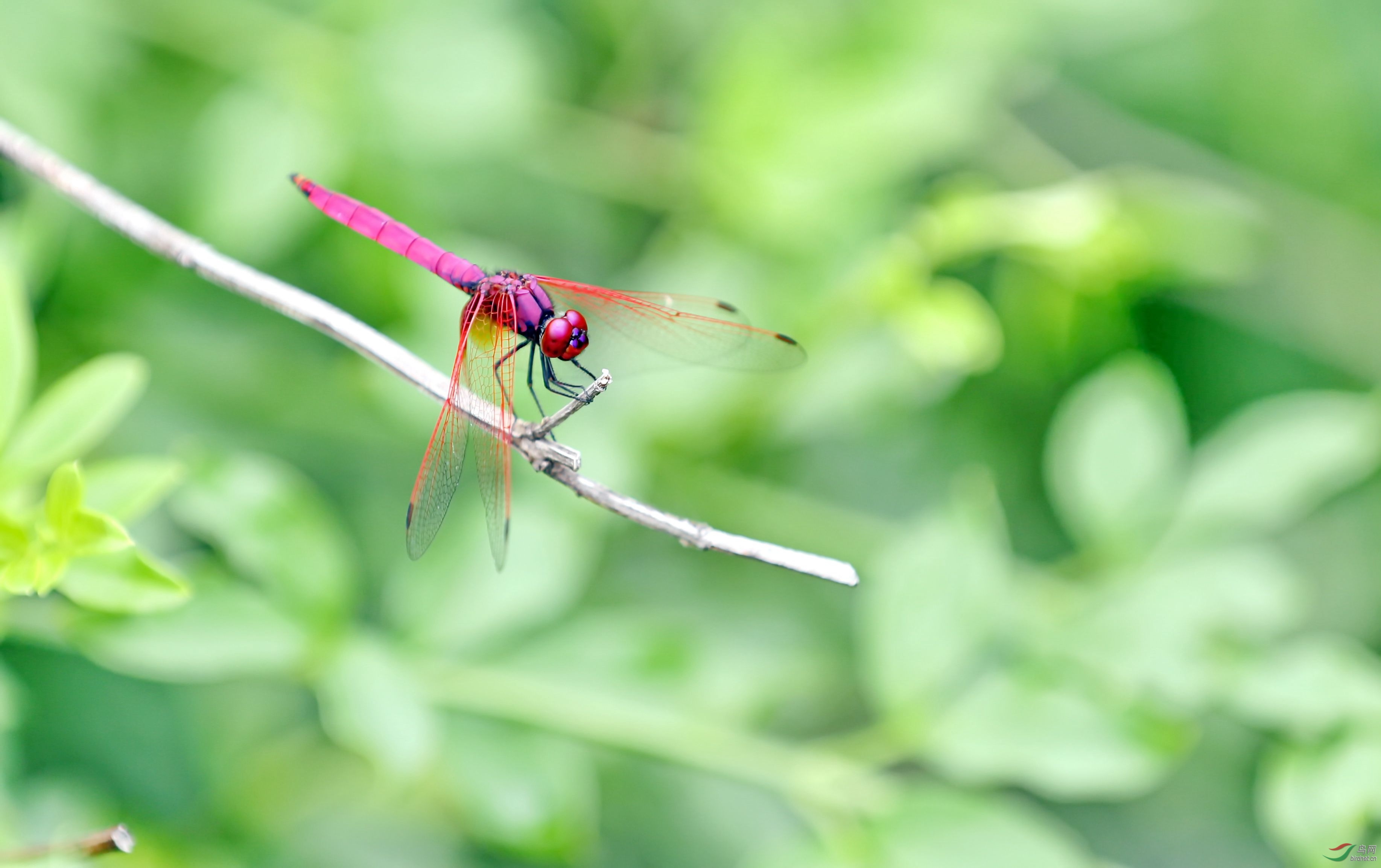 紫蜻蜓 - 昆虫与微距 鸟网