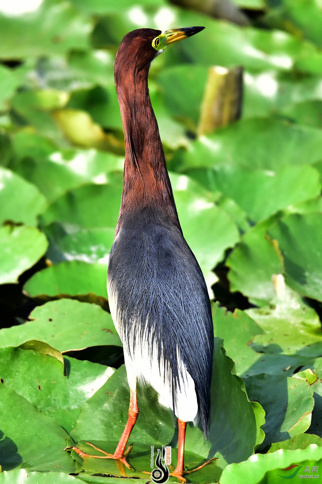 DSC_6216.JPG